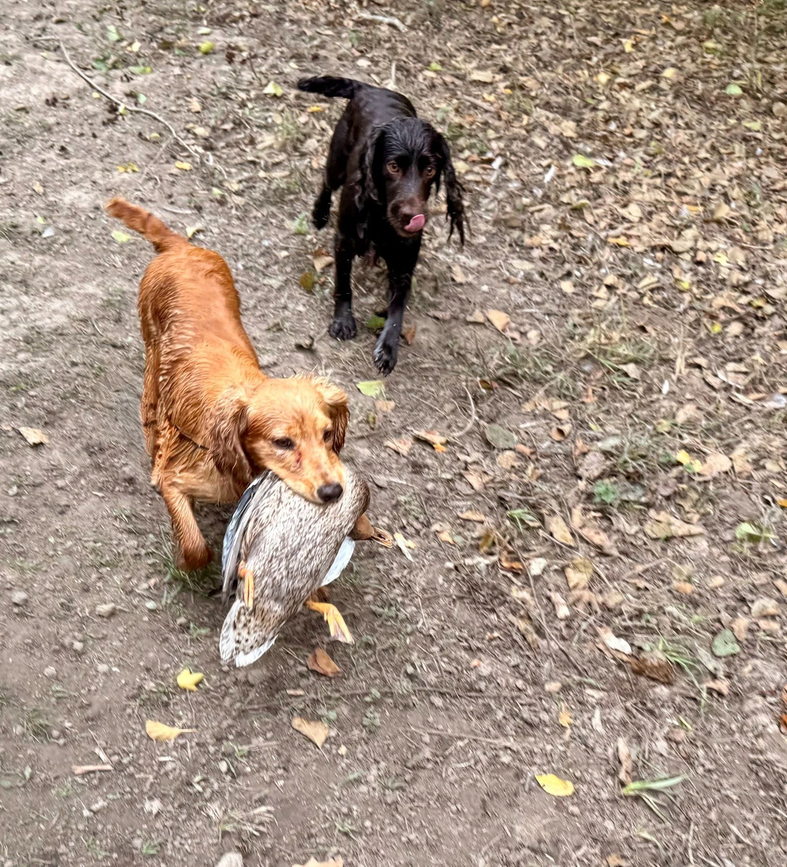 A red working-line English cocker spaniel carries a retrieved bird across leaf-strewn ground, with a second dog close behind.