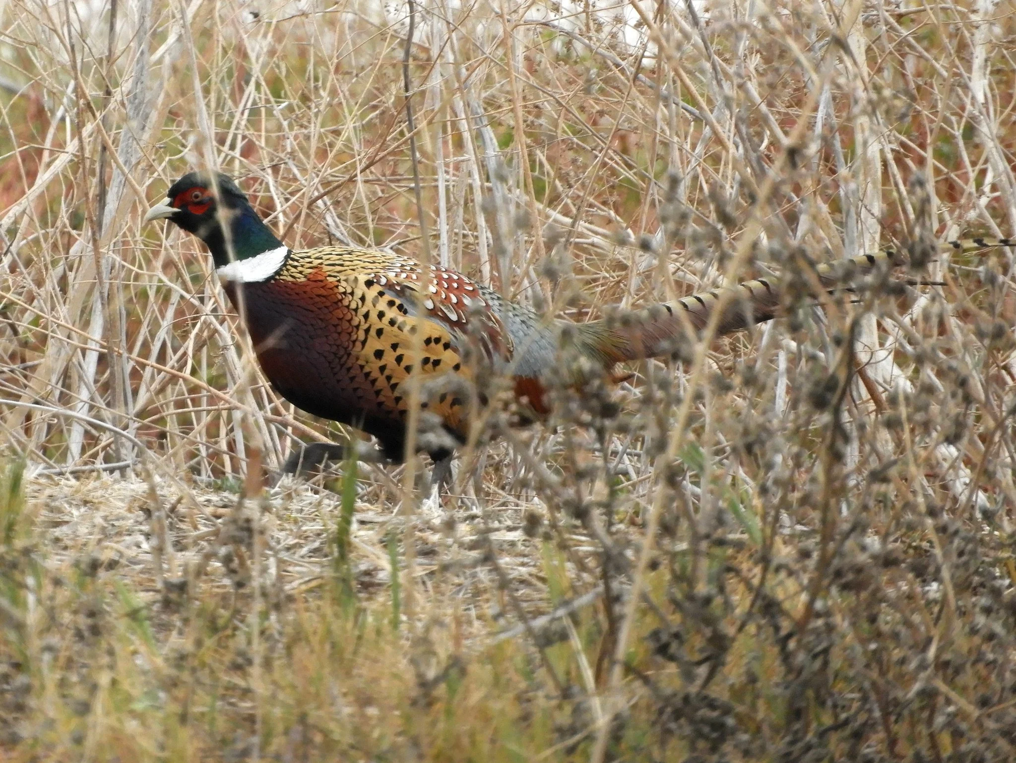 A wild ring-necked pheasant rooster with a white neck ring and copper flanks walks through dry tule-edge cover.