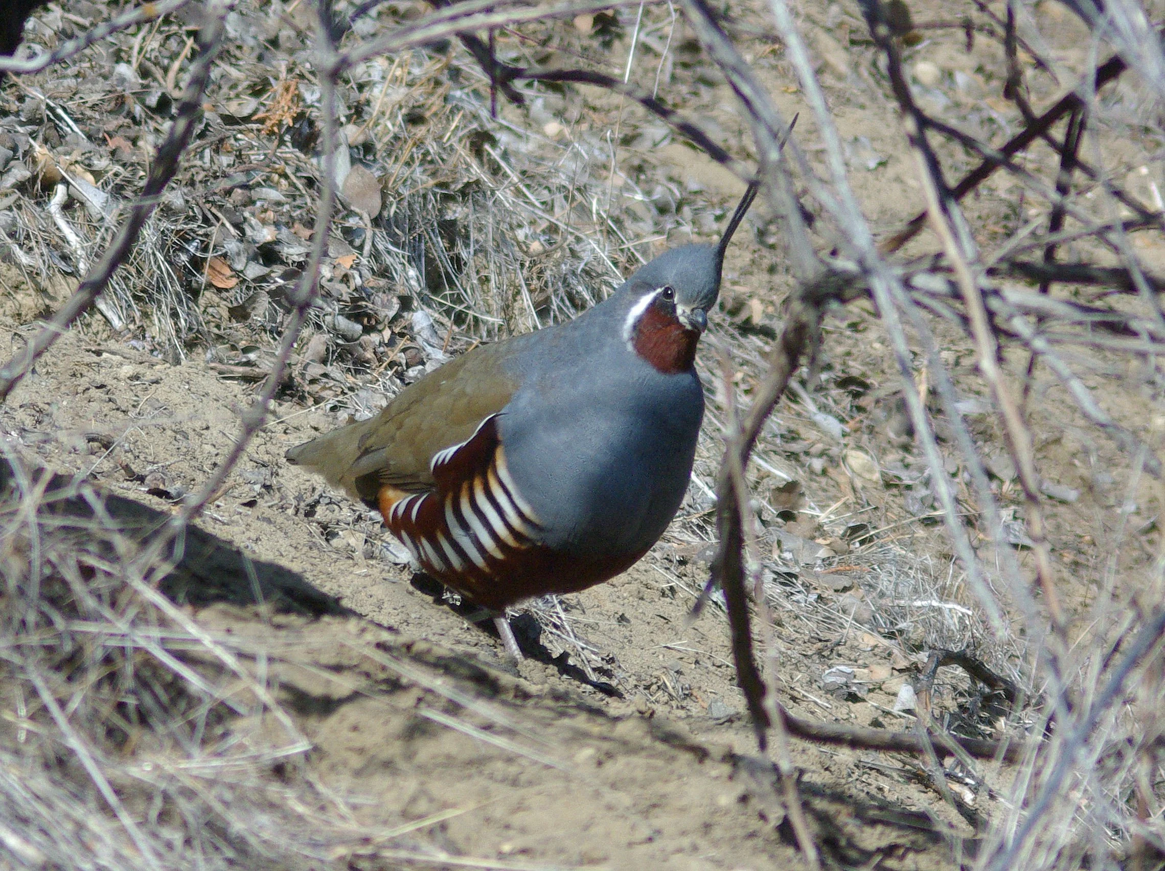 A mountain quail (Oreortyx pictus) in brush in San Luis Obispo County, California.