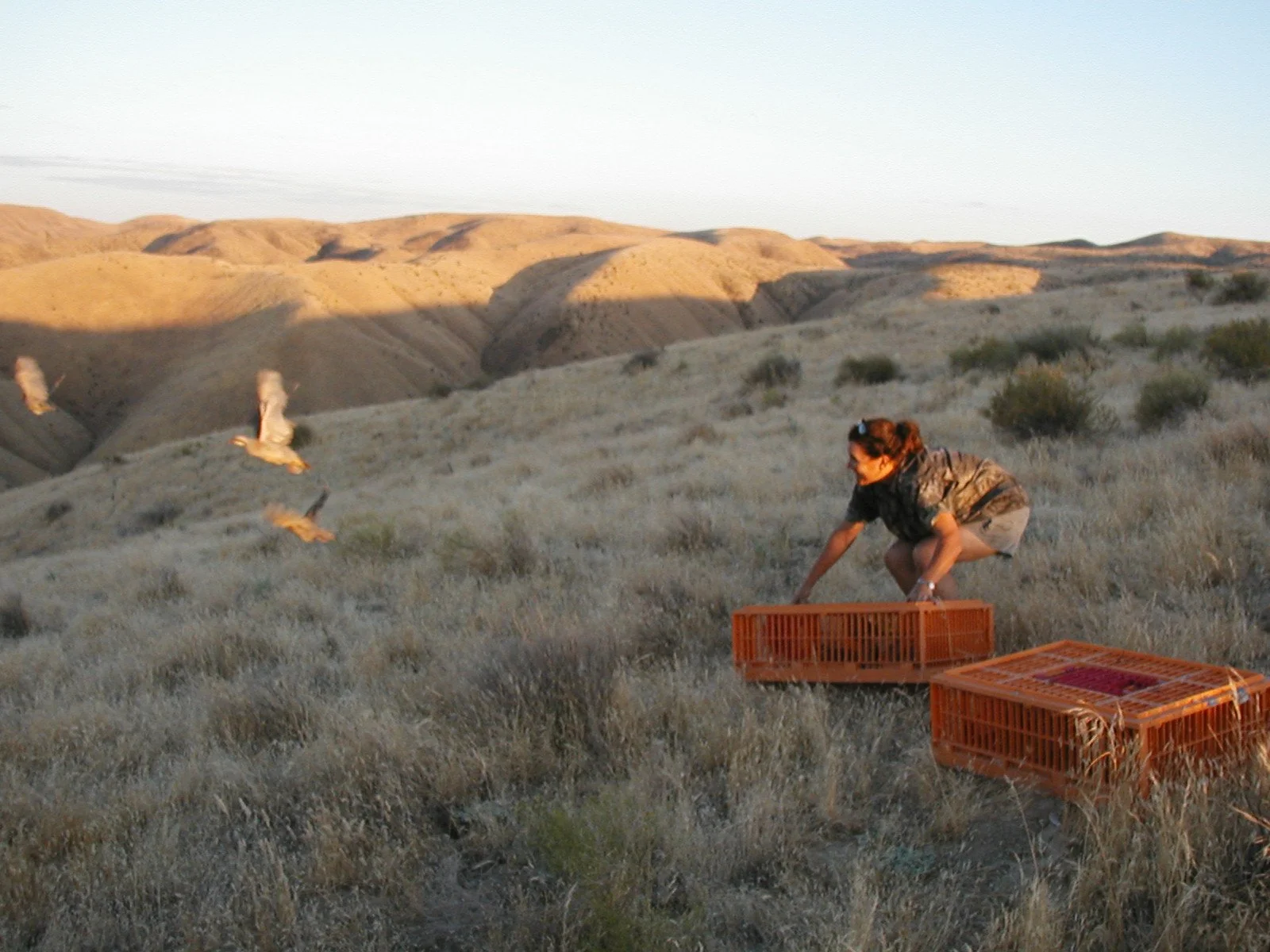 A California Department of Fish and Wildlife crew releases chukar from crates into sage hills.