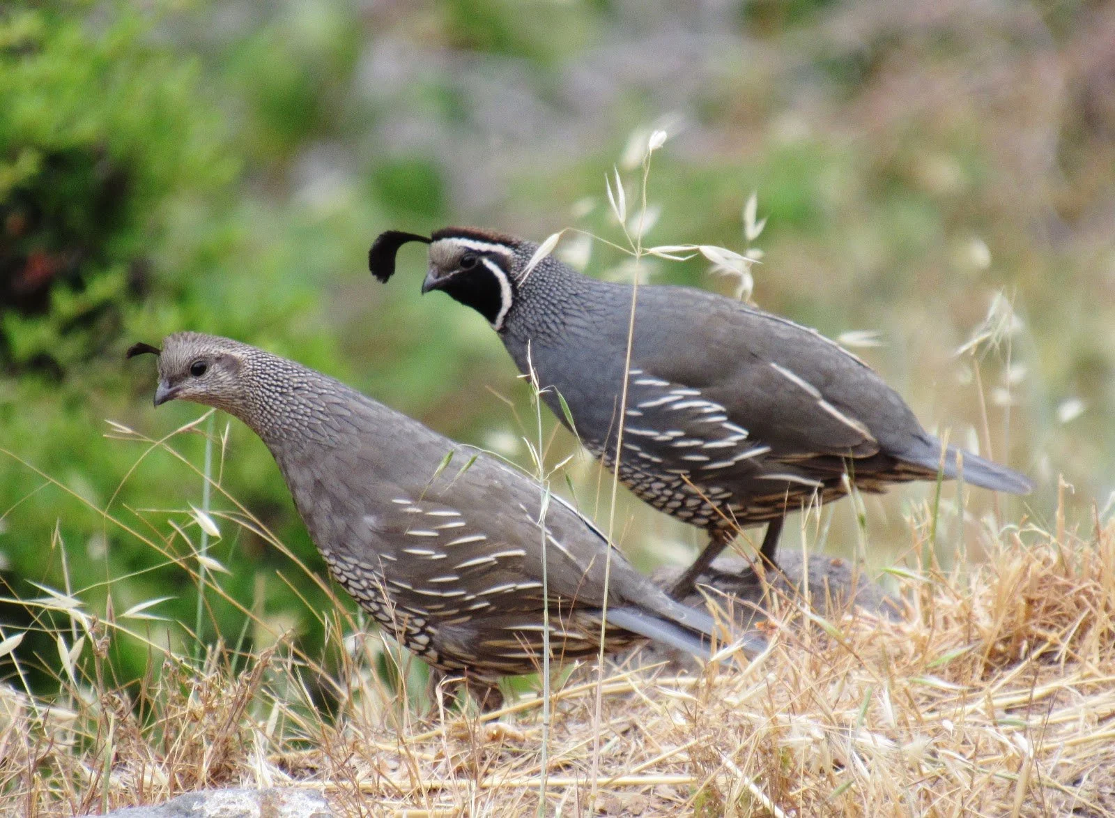Pair of California Quail in natural chaparral habitat