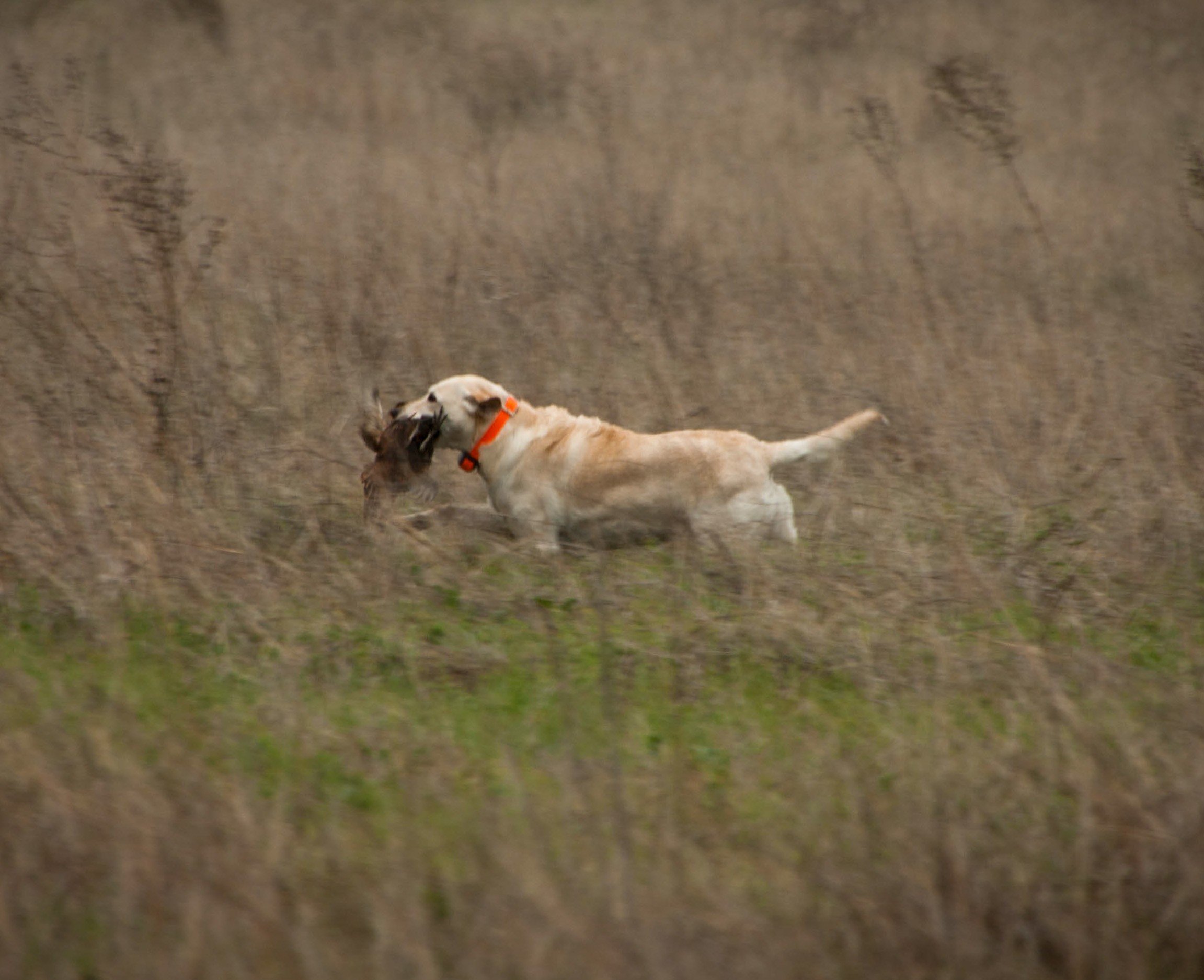 A yellow Labrador retriever in an orange collar carries a pheasant back through tall, dry grass.