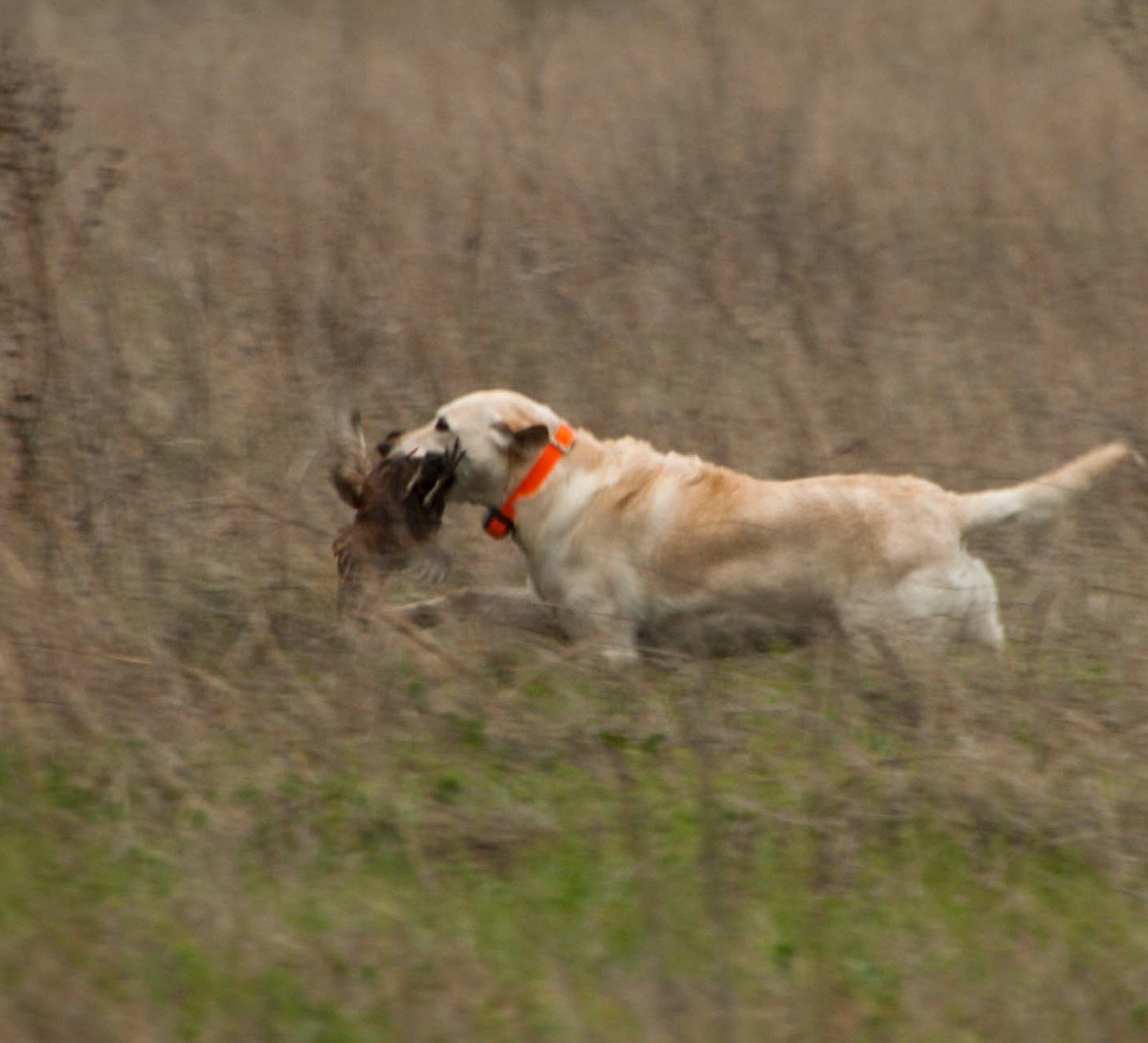 A yellow Labrador retriever in an orange collar carries a pheasant back through tall, dry grass.