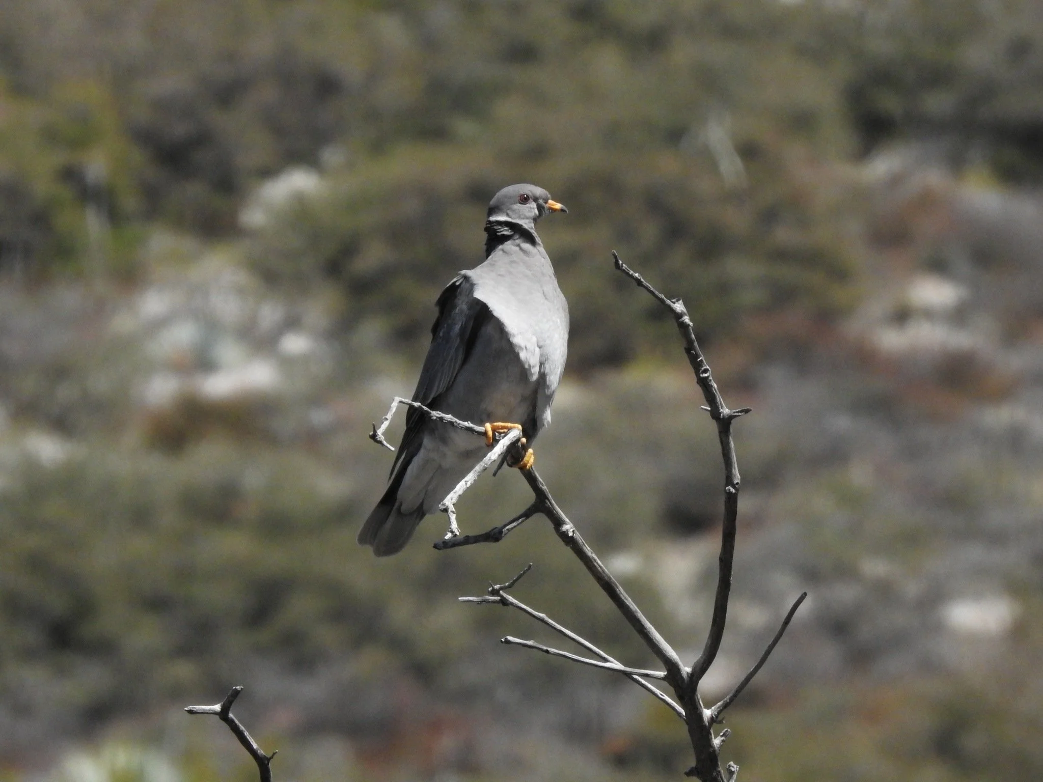 A band-tailed pigeon with a yellow bill and a white crescent on its nape perches on a bare snag above a chaparral and oak slope in Southern California.