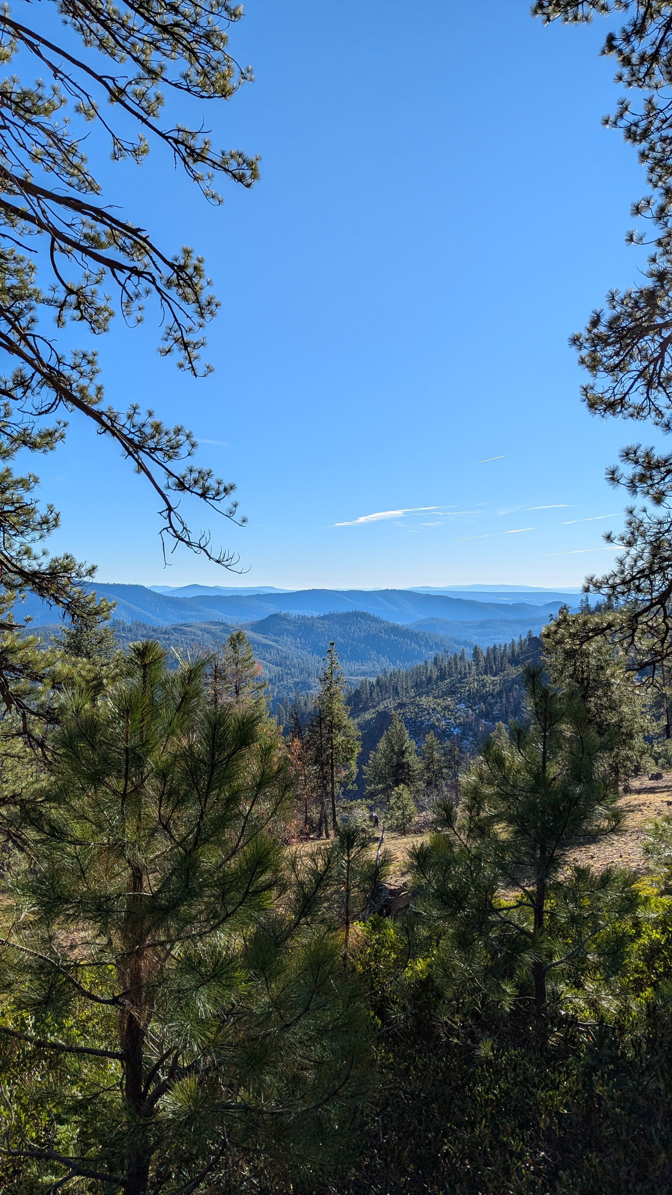 Photograph of a National Forest by Nature Photographer Kristen Moncada