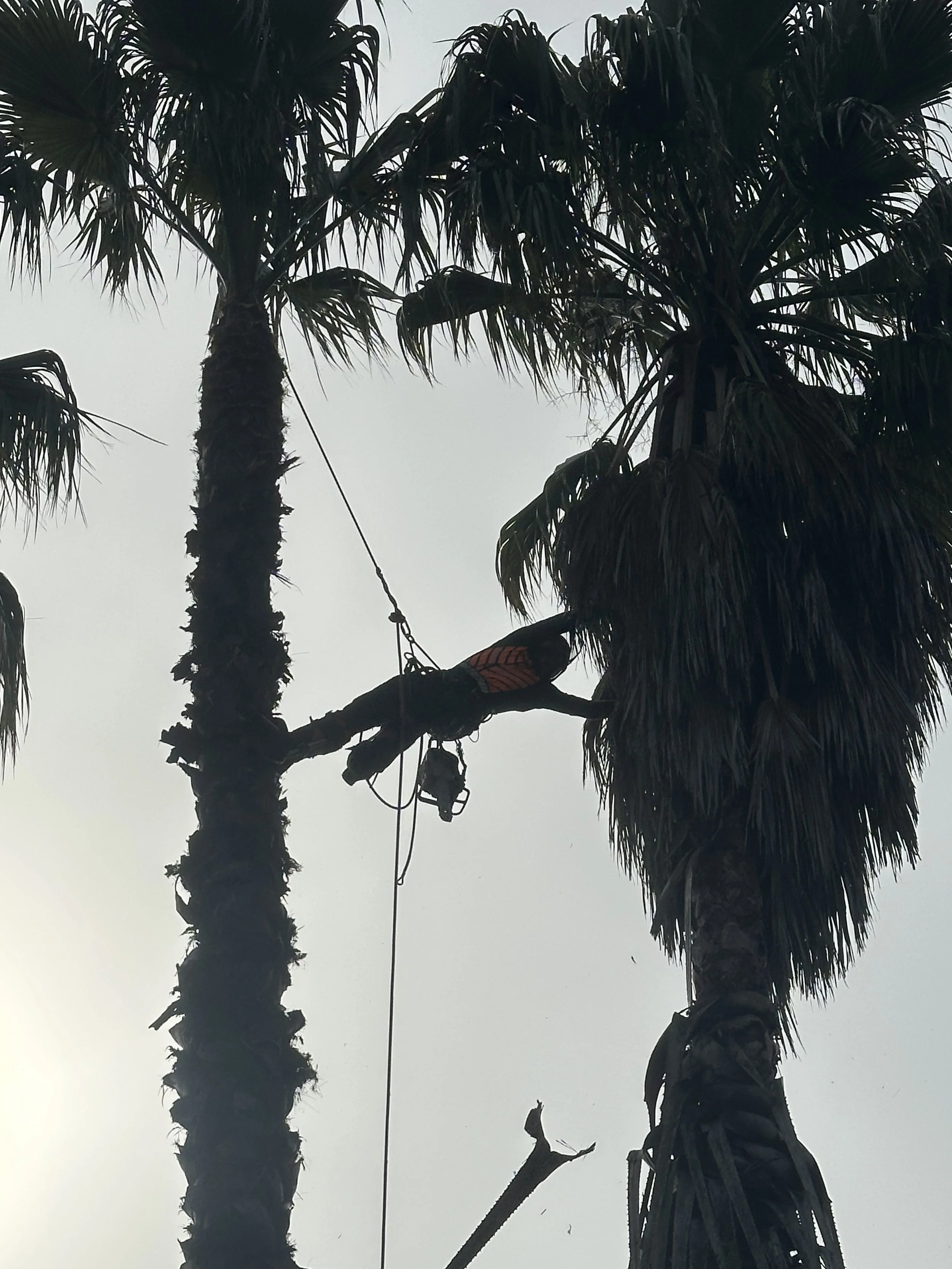 Tree worker in a safety harness climbing tall palm trees for removal