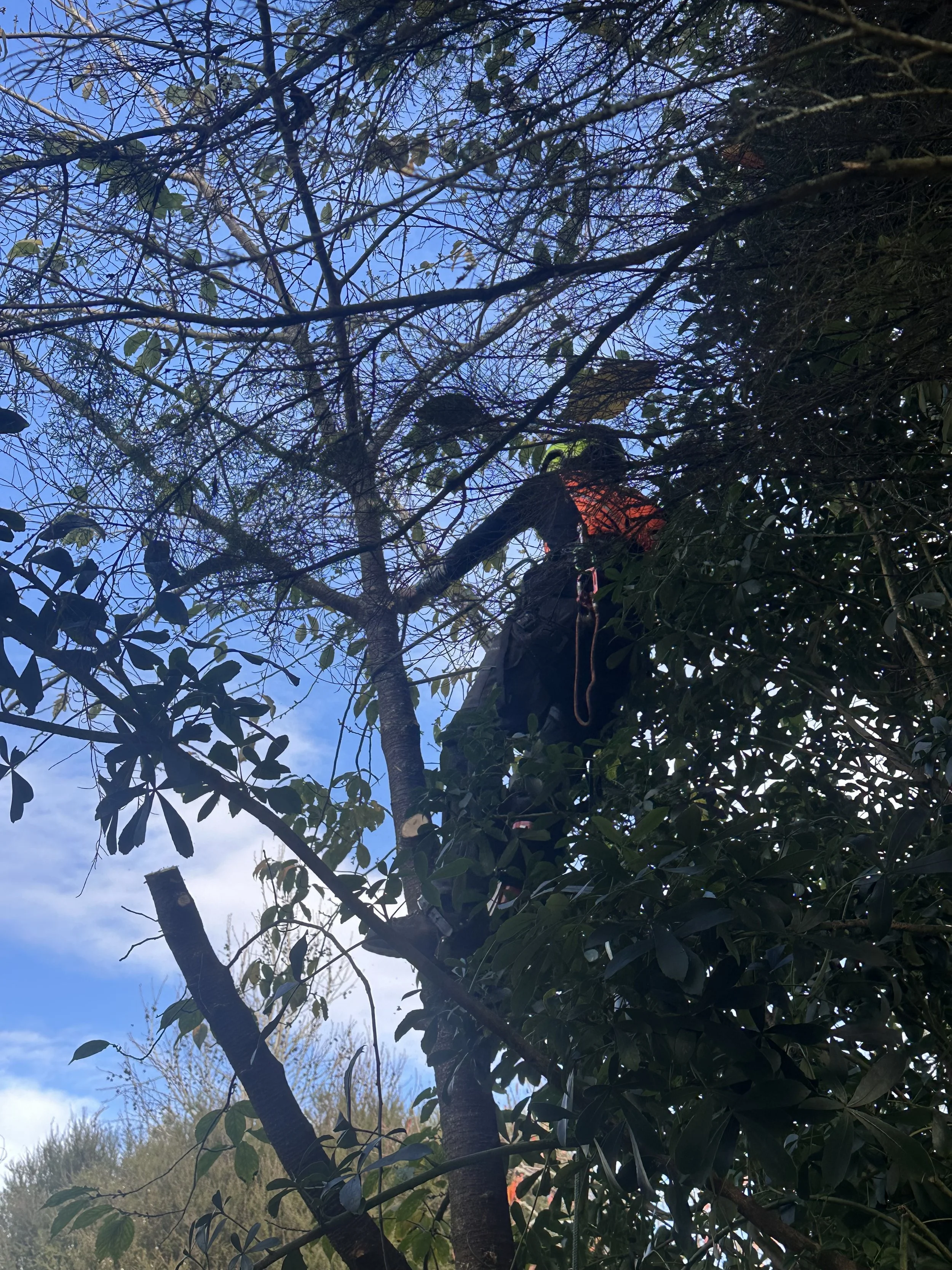 Tree worker climbing through dense foliage during tree work in Waikato