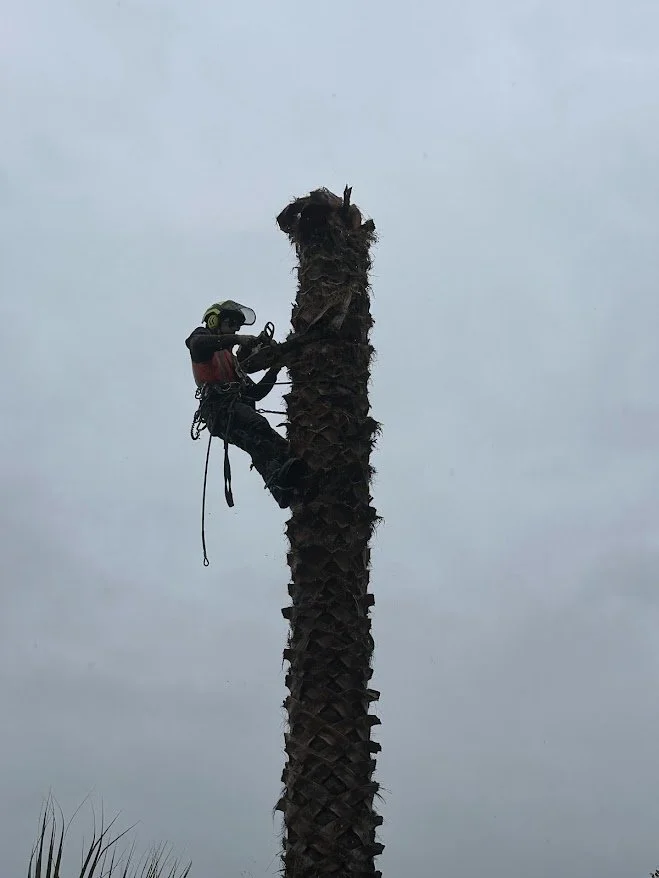 Worker in safety gear climbing a tall palm tree for removal