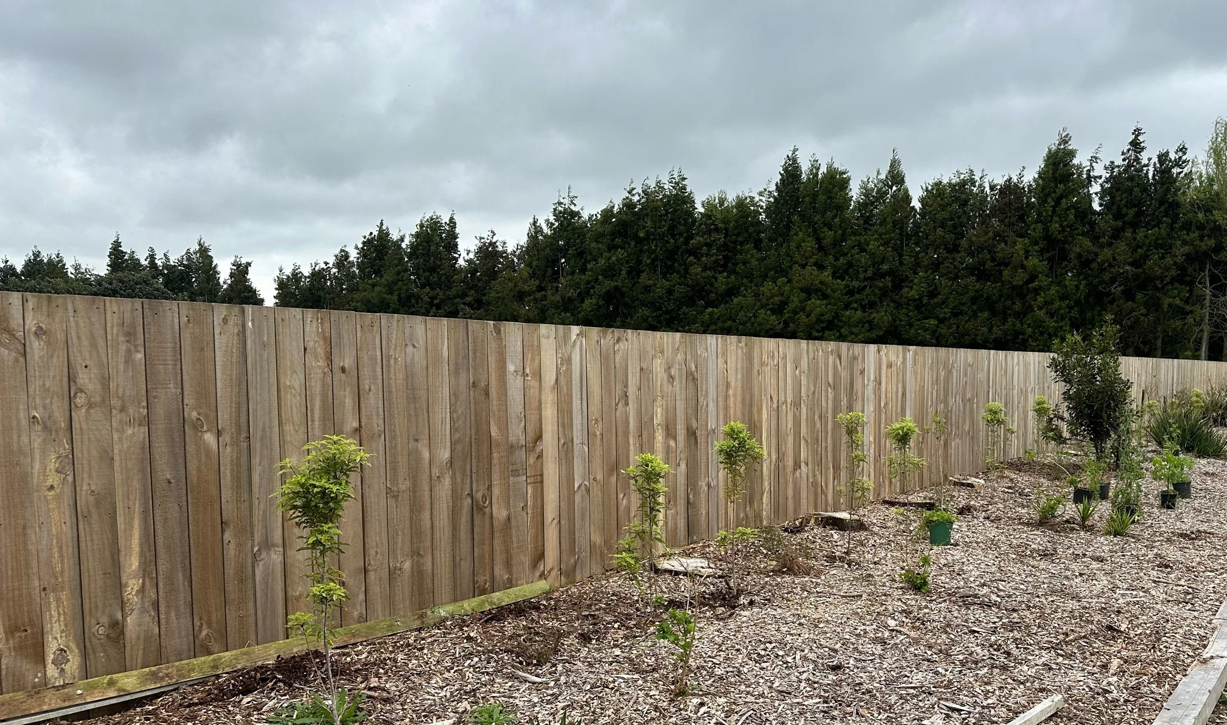 Wooden privacy fence with young trees and garden planting on a Waikato property