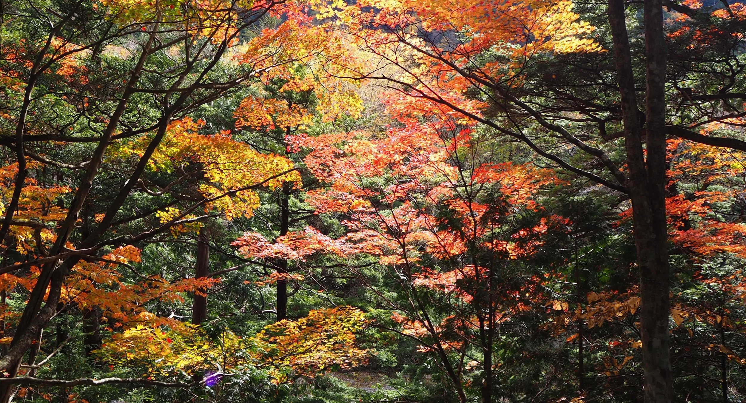 Colorful autumn foliage in a forest, with leaves in shades of red, orange, yellow, and green.