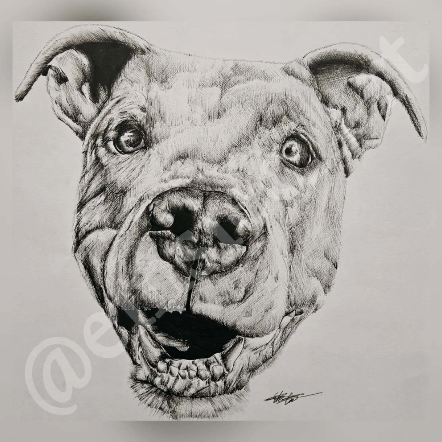 🕊Harlee🤍
.
I had the privilege to draw this sweet girl. I loved meeting her and being able to see her and play with her. She was super energetic and the kindest dog I've ever met. She sadly passed away in 2024, but will be with us forever in our h