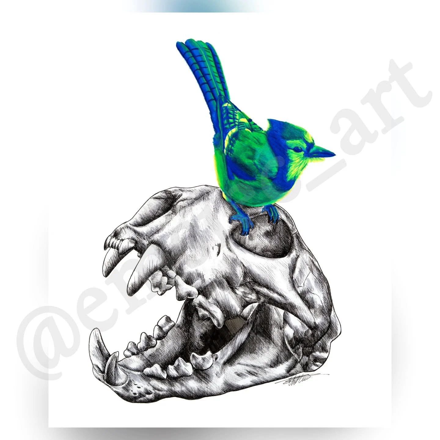 🐦💙When Prey Beats Predator💚🐦
.
Drawing 2 of my Prey and Predator Series
.
I just have been loving drawing birds on animal skulls lately. And I loved switching the colors and coloring an animal for the first time! 
I hope to do more and add to thi