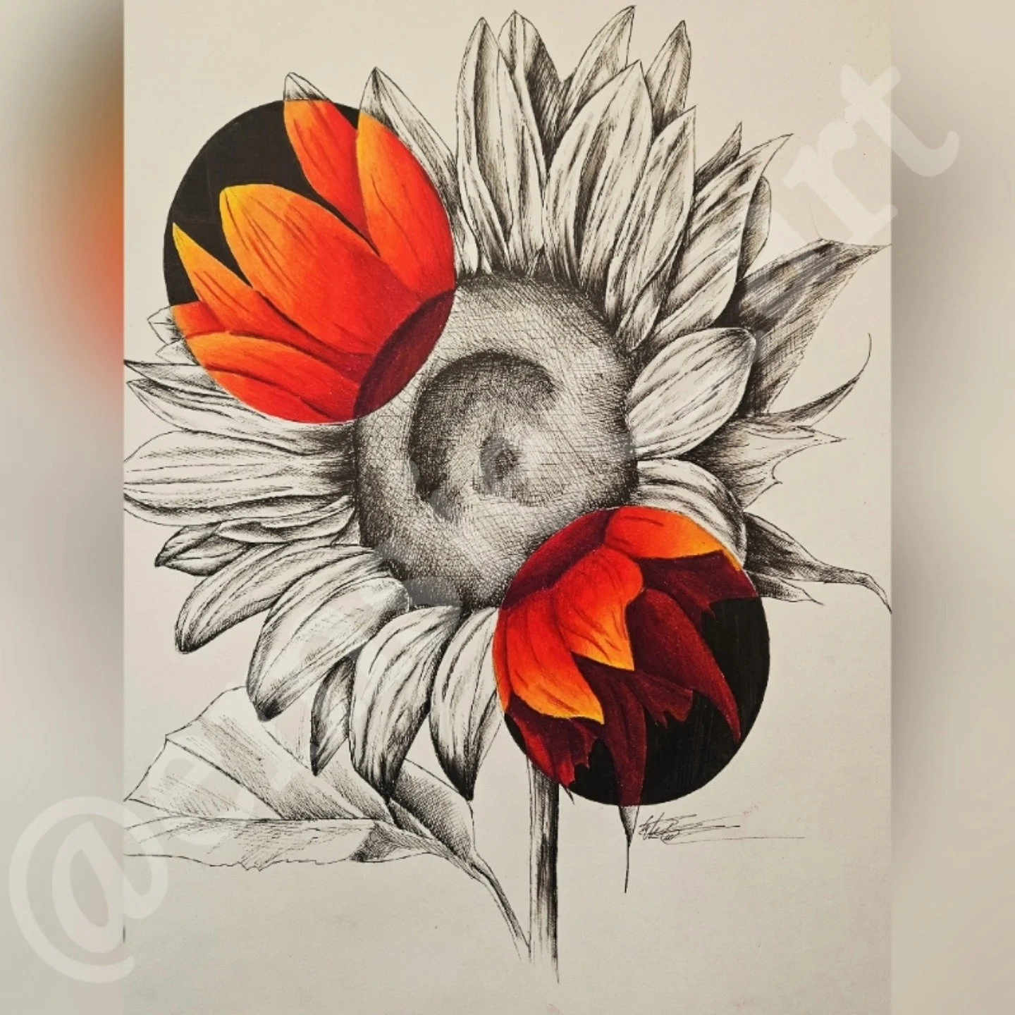 🌻Sunflower💛
.
I absolutely love sunflowers that I did my graduation photos in a sunflower feild!!! Definitely would do it again. I can't wait to do more flowers with crazy colors to make them more unique. I love doing similar color palletes to thei