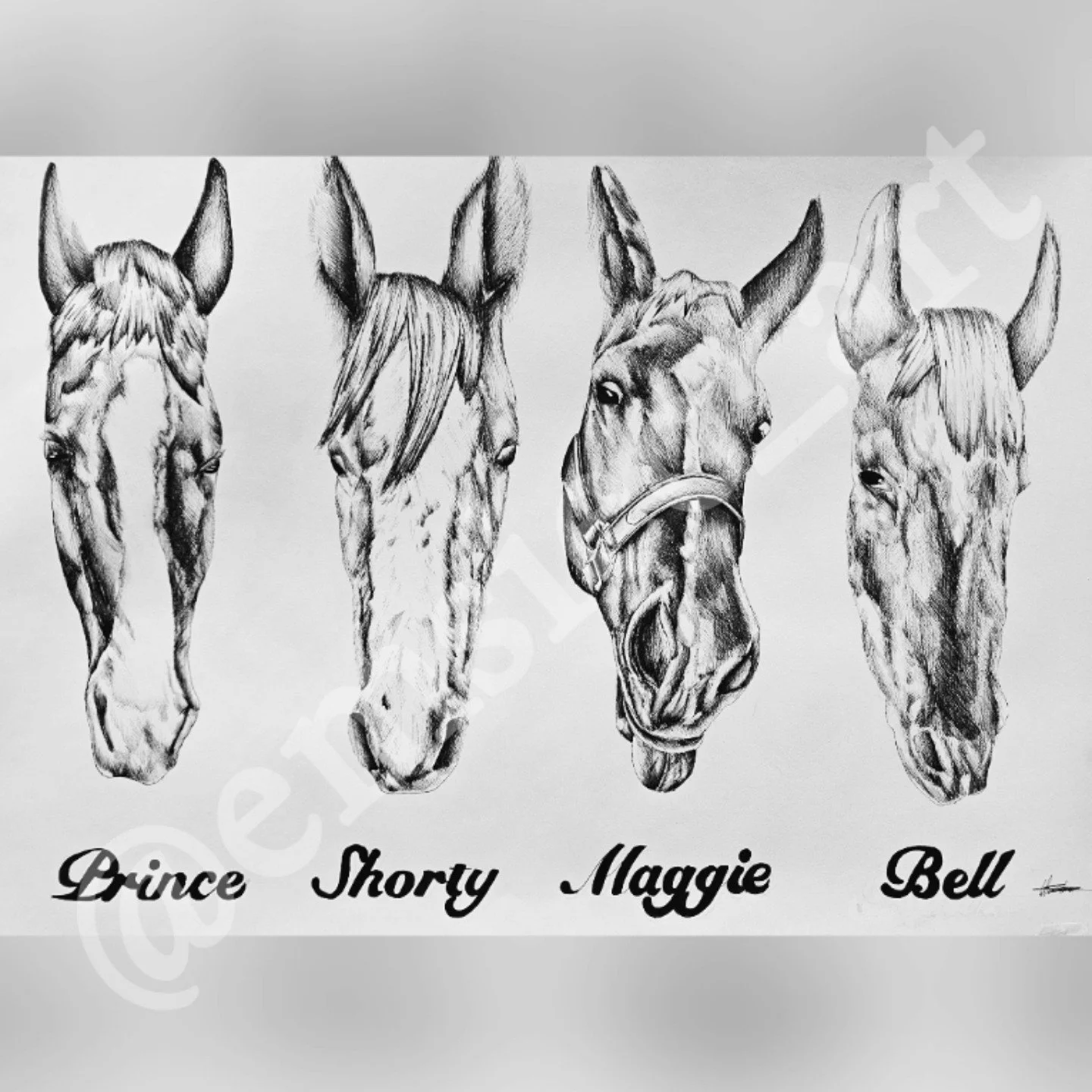 🕊Prince, shorty, Maggie, Bell🕊
.
A friend of mine asked if I could draw 4 horses in one drawing. I've never done so many animals in 1 before so this was a struggle but so worth it. Lots of challenges and still more to learn with large pieces like t