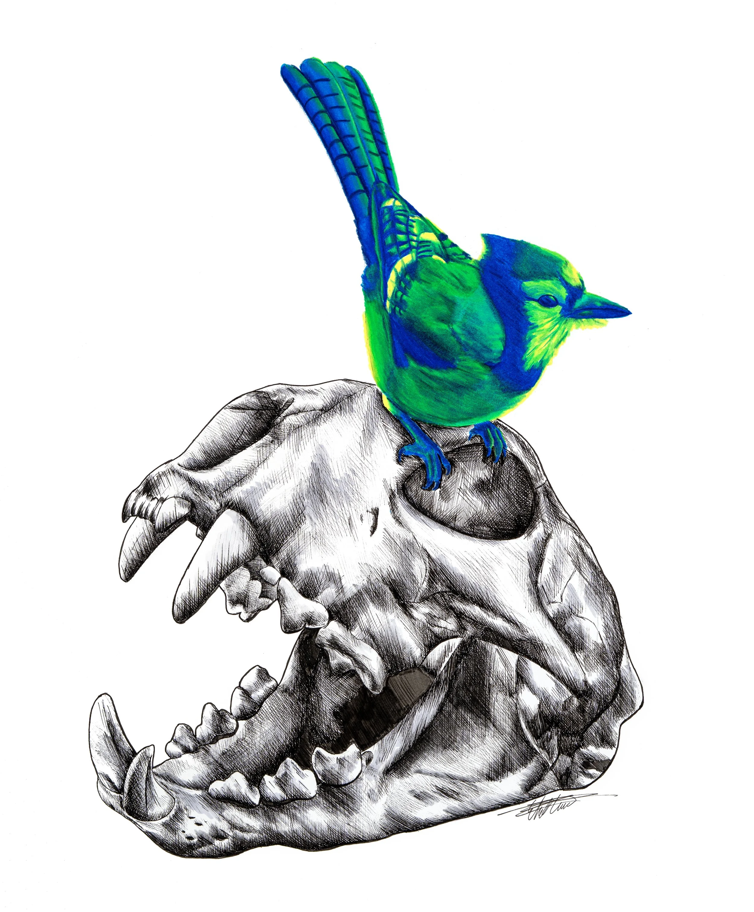 Blue Jay on Cougar Skull .jpg
