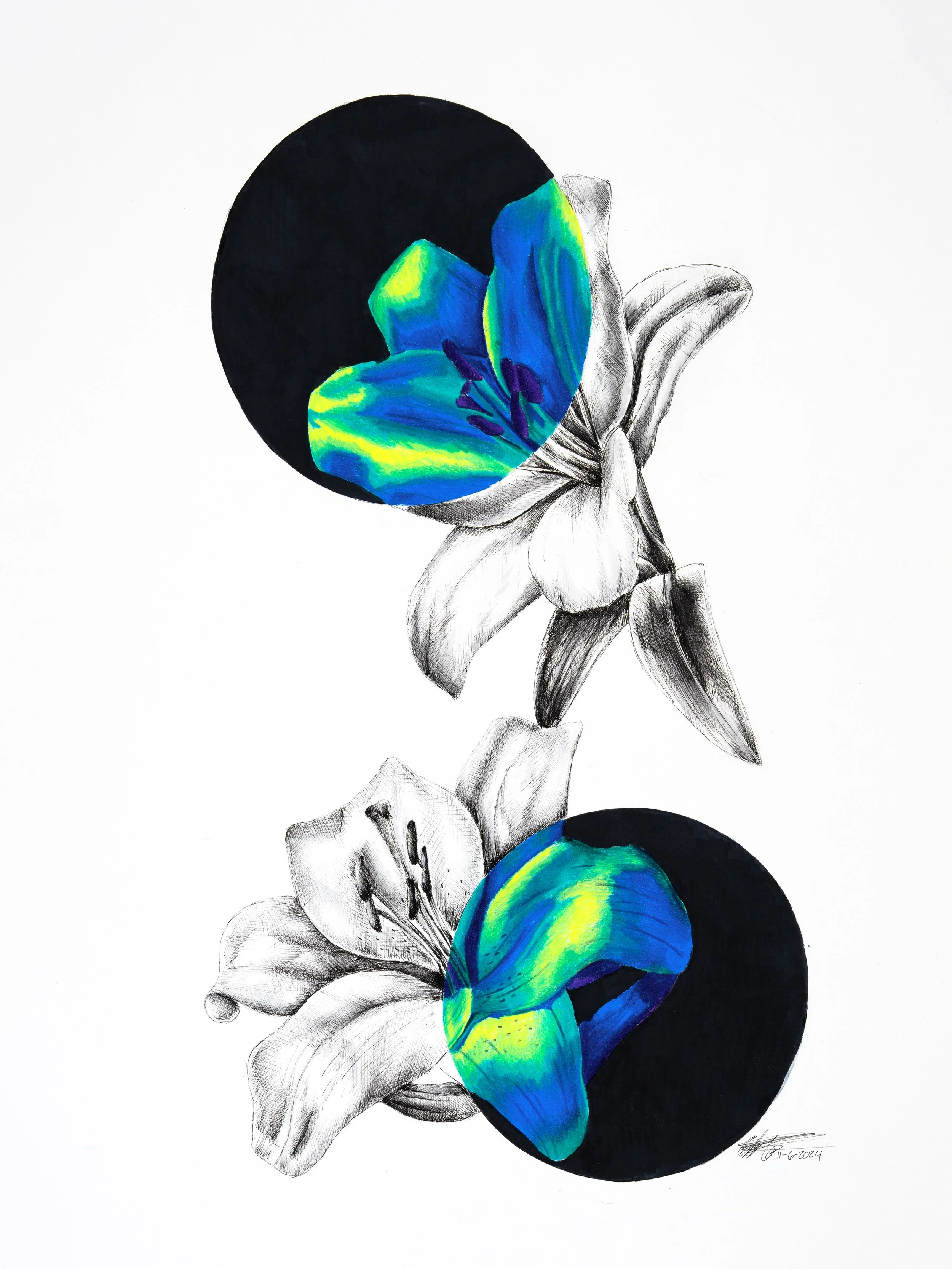 Lillies_18x24_cn_hotpress_v3 copy.jpg