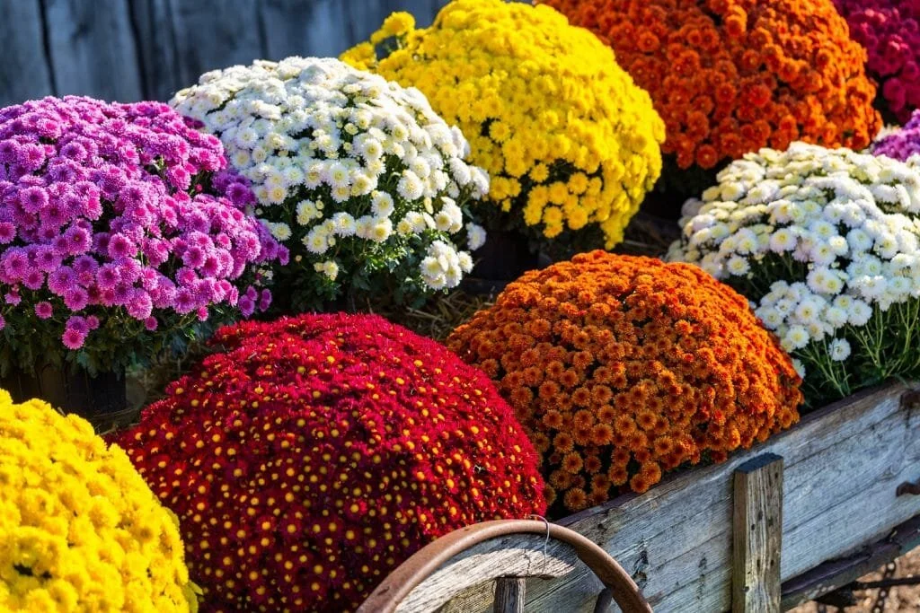 Bouquets de chrysanthèmes colorés dans une caisse en bois, avec des fleurs roses, blanches, jaunes, orange et rouges.