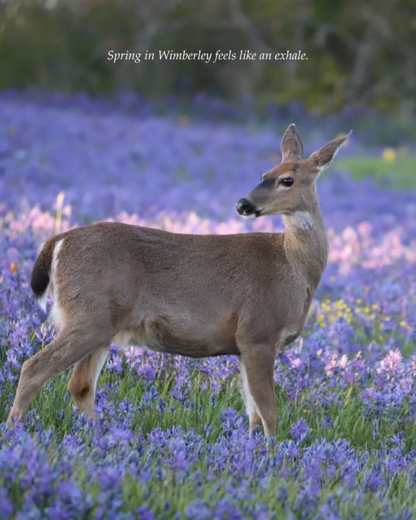 There&rsquo;s something about spring that makes it easier to say yes.

Yes to slowing down.
Yes to getting everyone together.
Yes to a few days that don&rsquo;t feel rushed.

Mornings that begin quietly.
Afternoons that unfold on their own.
Evenings 