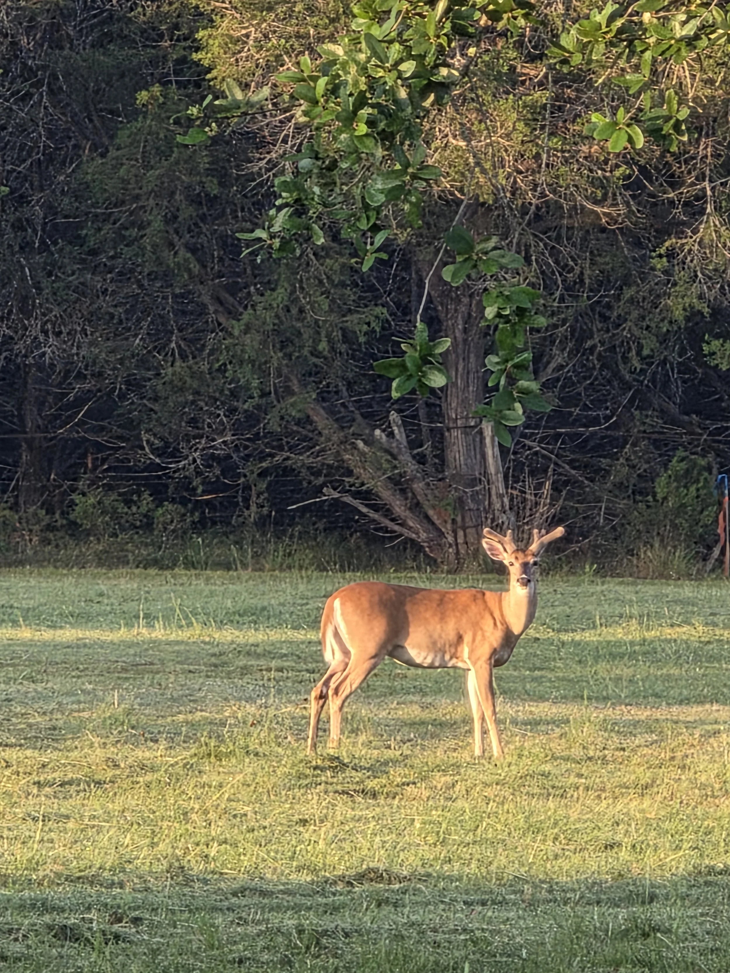 White-tailed deer in the meadow at The Gathering in Wimberley, Texas.