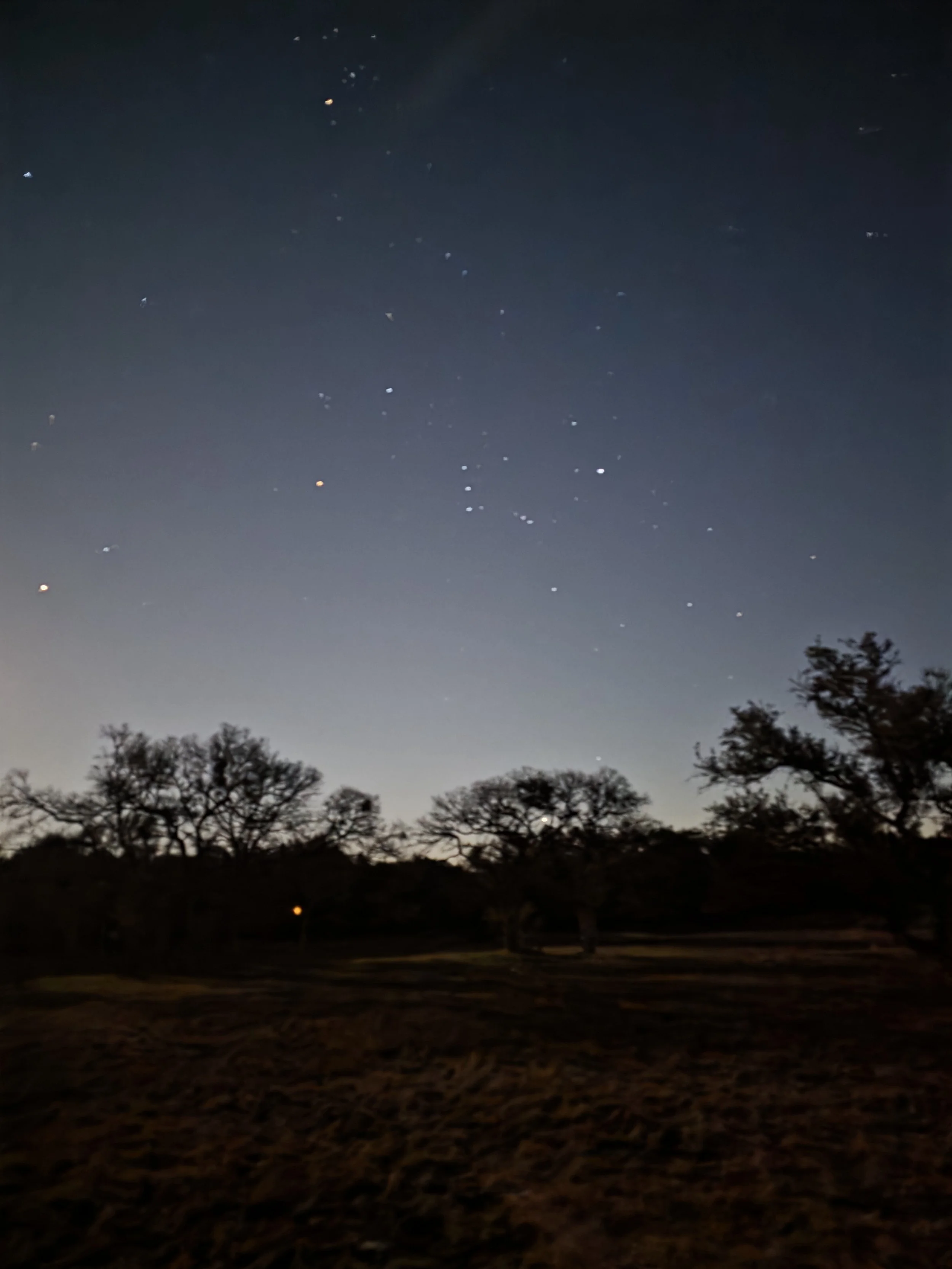 Stars visible above the trees at The Gathering in Wimberley, Texas, an International Dark Sky Community.