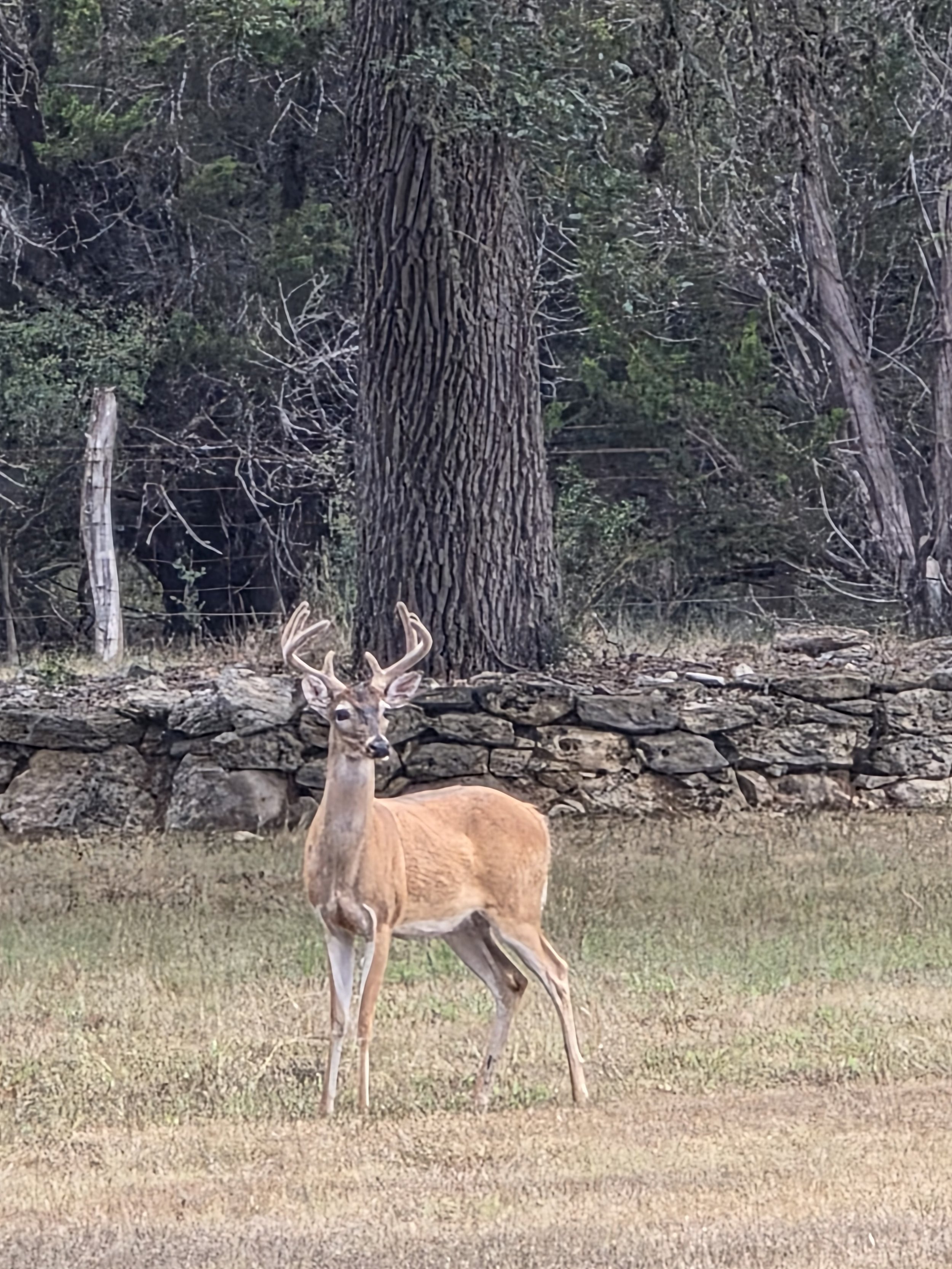 A young buck with antlers standing on grassy land in front of a stone wall and a large tree in a wooded area.
