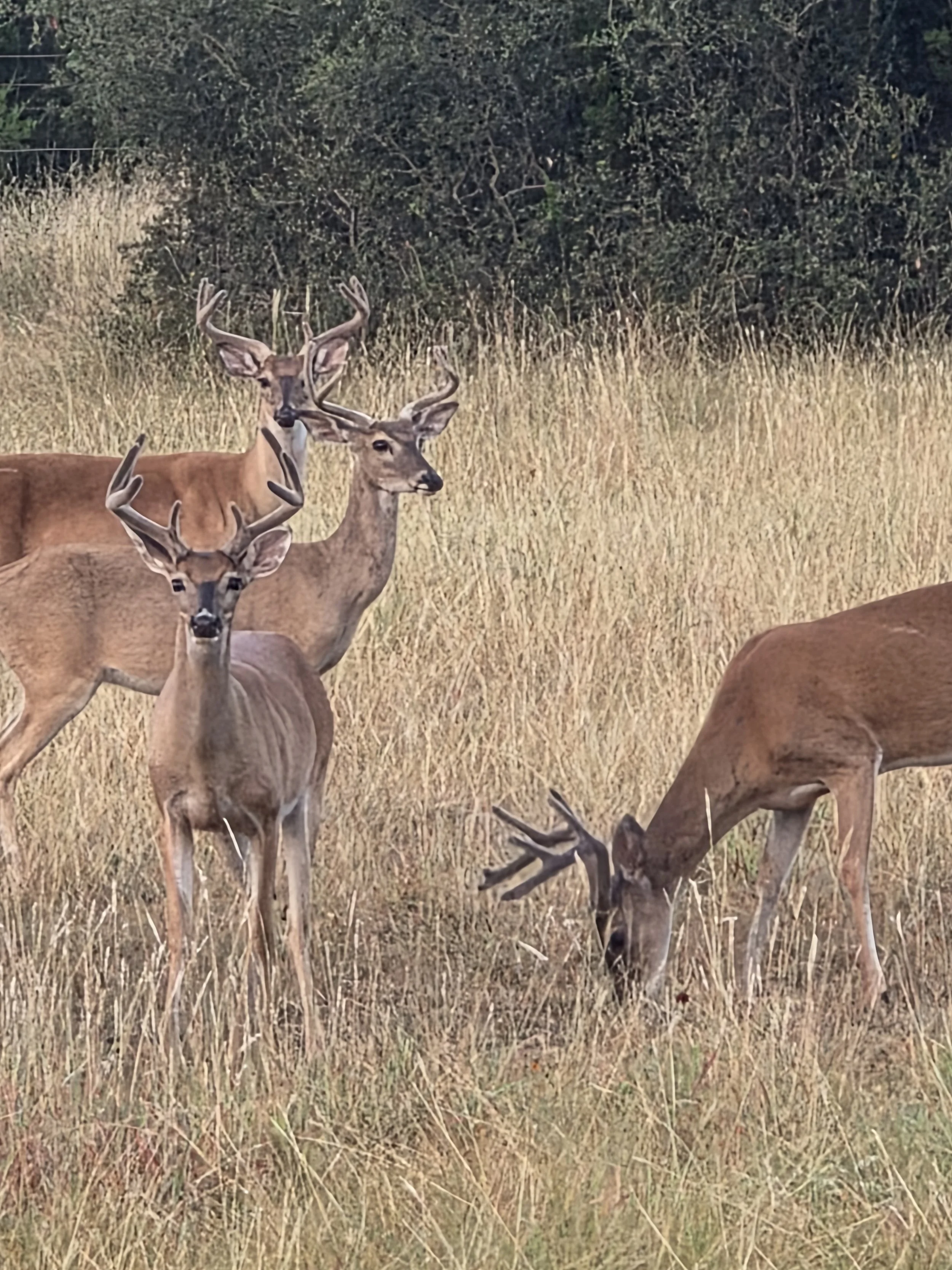 Group of deer in a grassy field, some with antlers, with trees in the background.