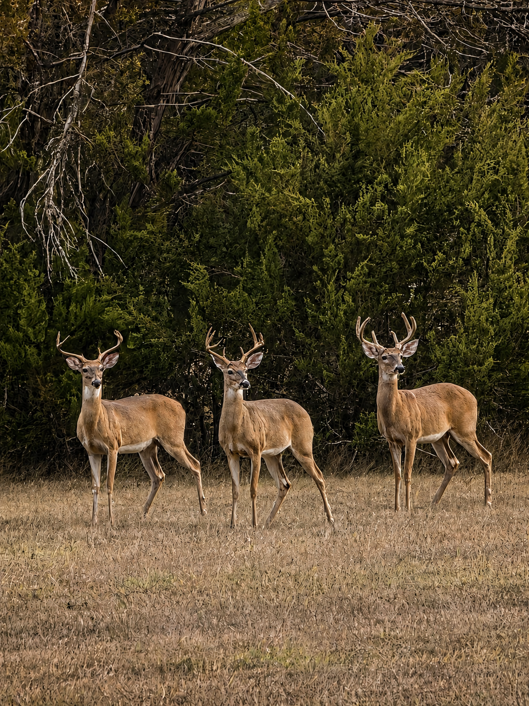 White-tailed deer gathered on the 12-acre Hill Country property.