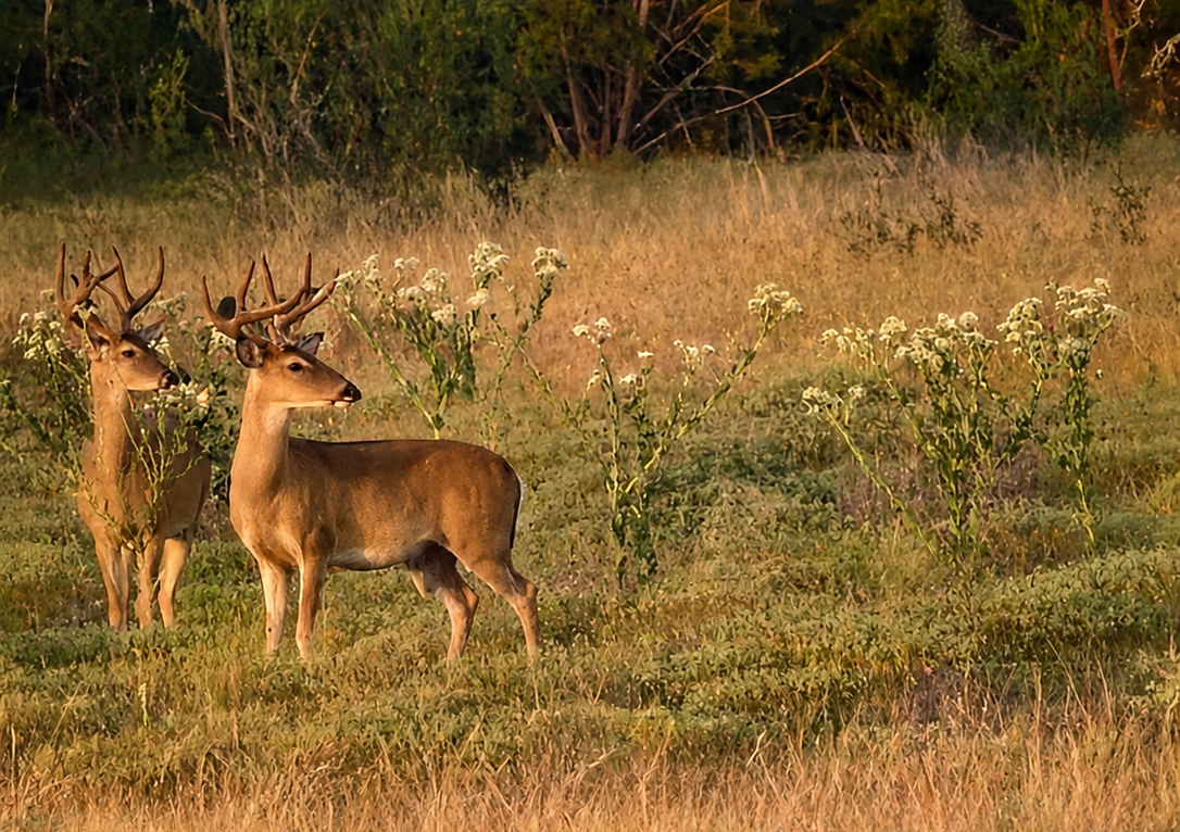 Two white-tailed deer walking through the property at The Gathering in Wimberley, Texas.