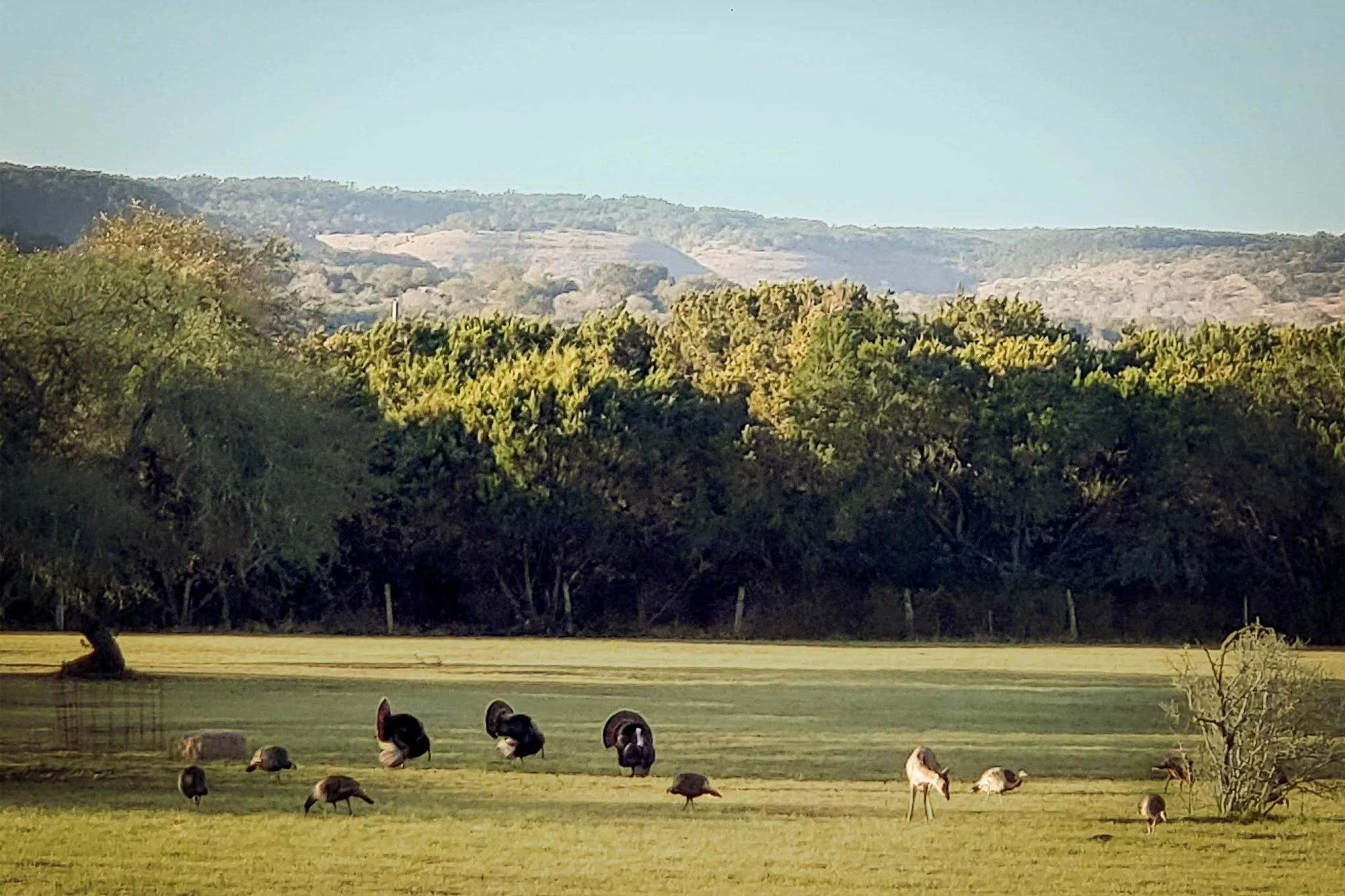 A peaceful landscape showing a field with grazing turkeys, a tree on the right, lush green trees in the background, and distant hills under a clear sky.
