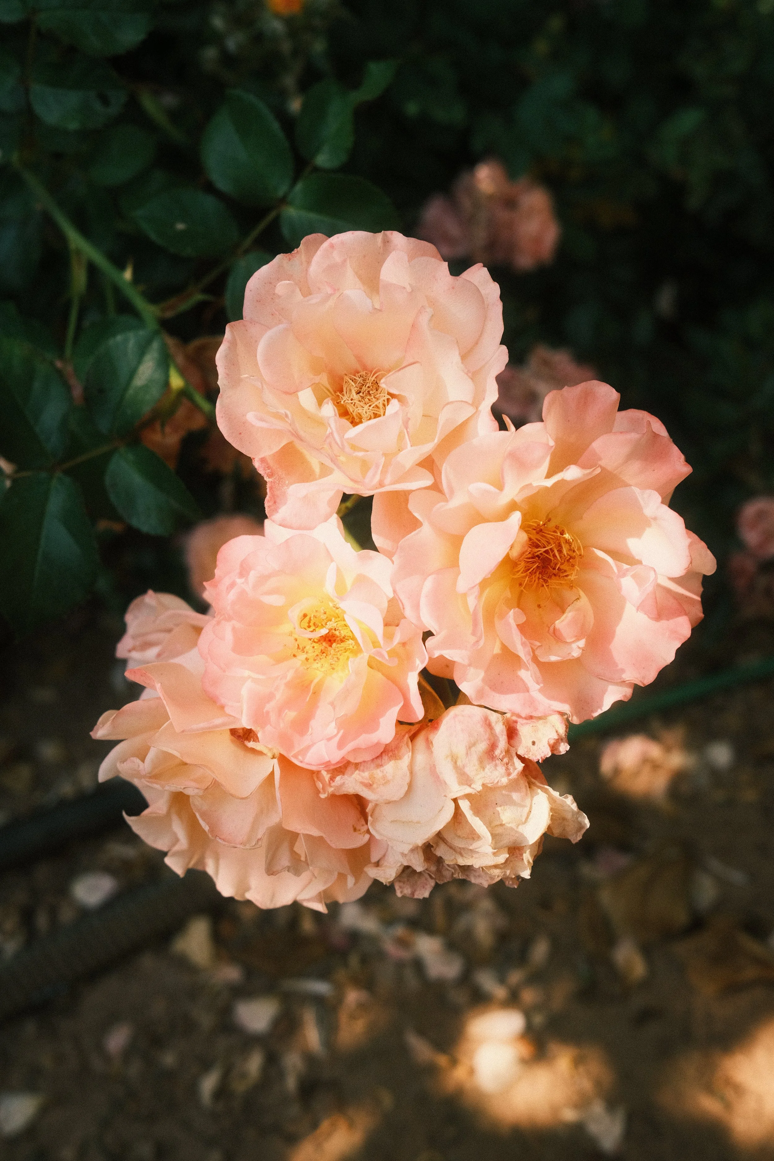Des roses de couleur pêche en fleurs avec des feuilles vertes en arrière-plan.