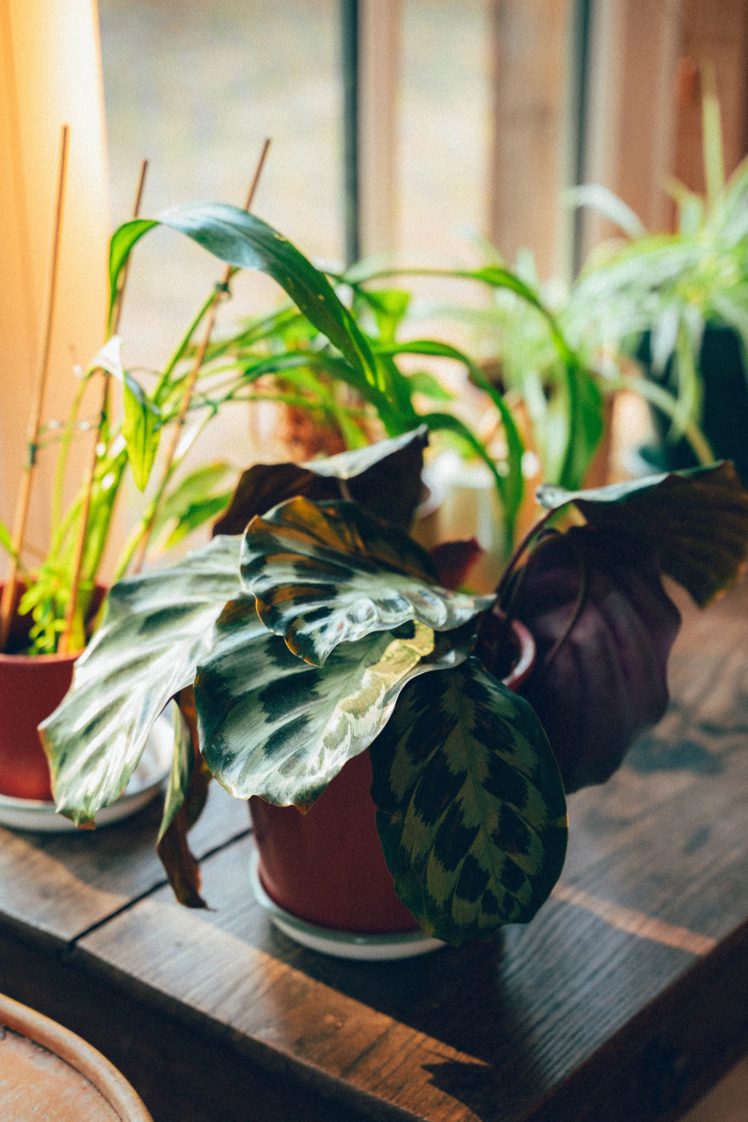 Plantes en pot sur une surface en bois à l'intérieur avec lumière naturelle.