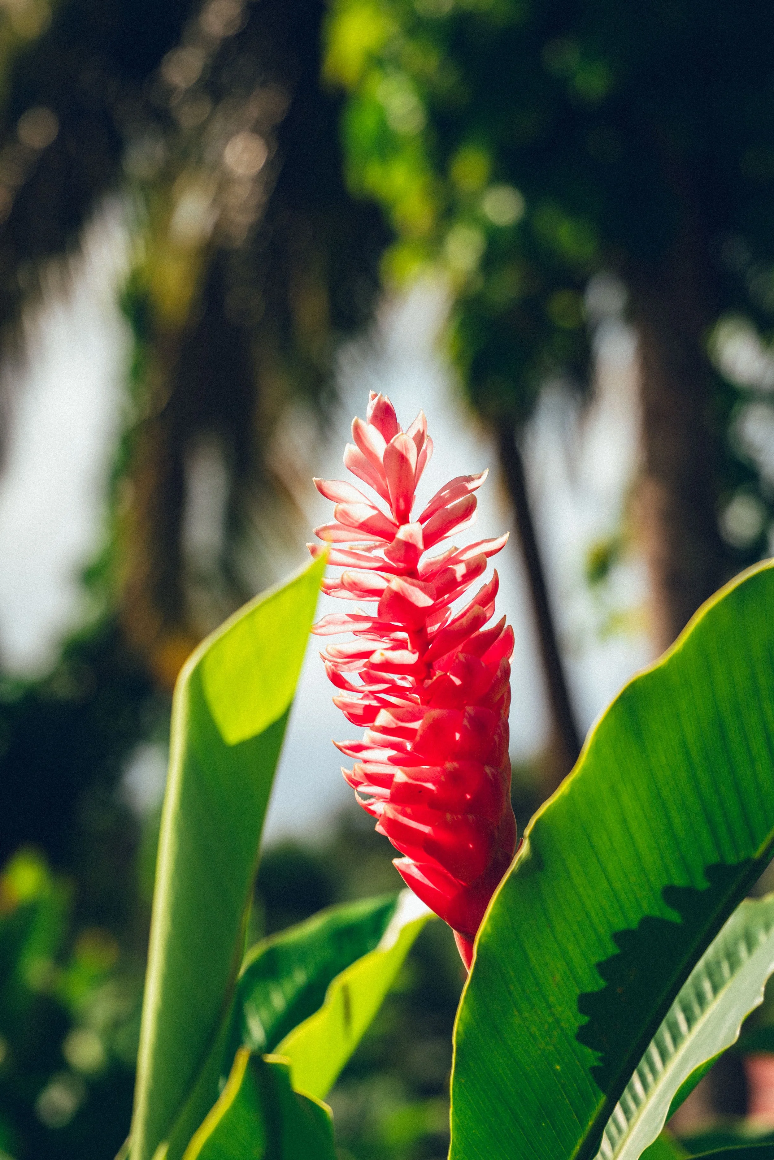 Fleur de couleur rouge dans un environnement tropical avec des feuilles vertes.