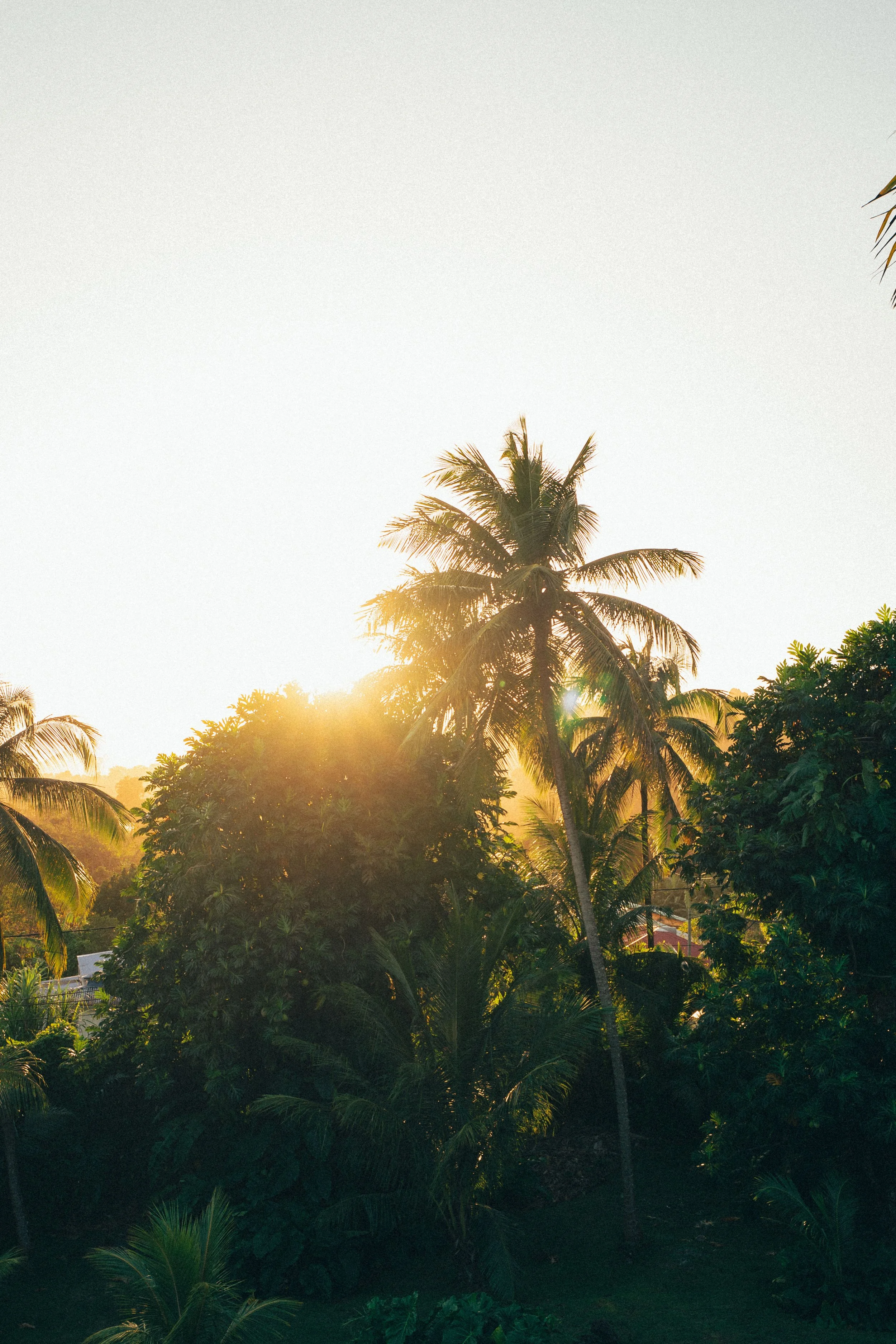 Tropical scene with palm trees illuminated by the setting sun, lush green vegetation, and a bright sky.
