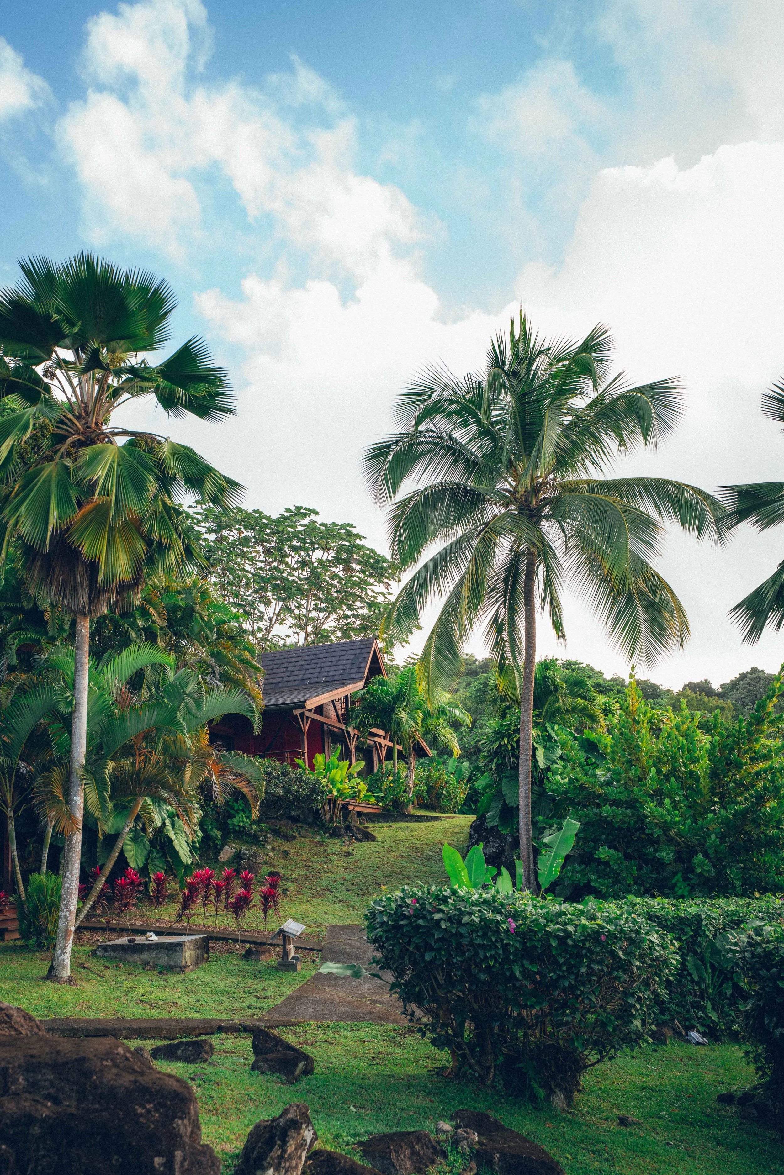 Jardin tropical avec palmiers, plantes luxuriantes, petites fleurs roses, un bâtiment en bois avec un toit en tuiles et un ciel bleu avec quelques nuages.
