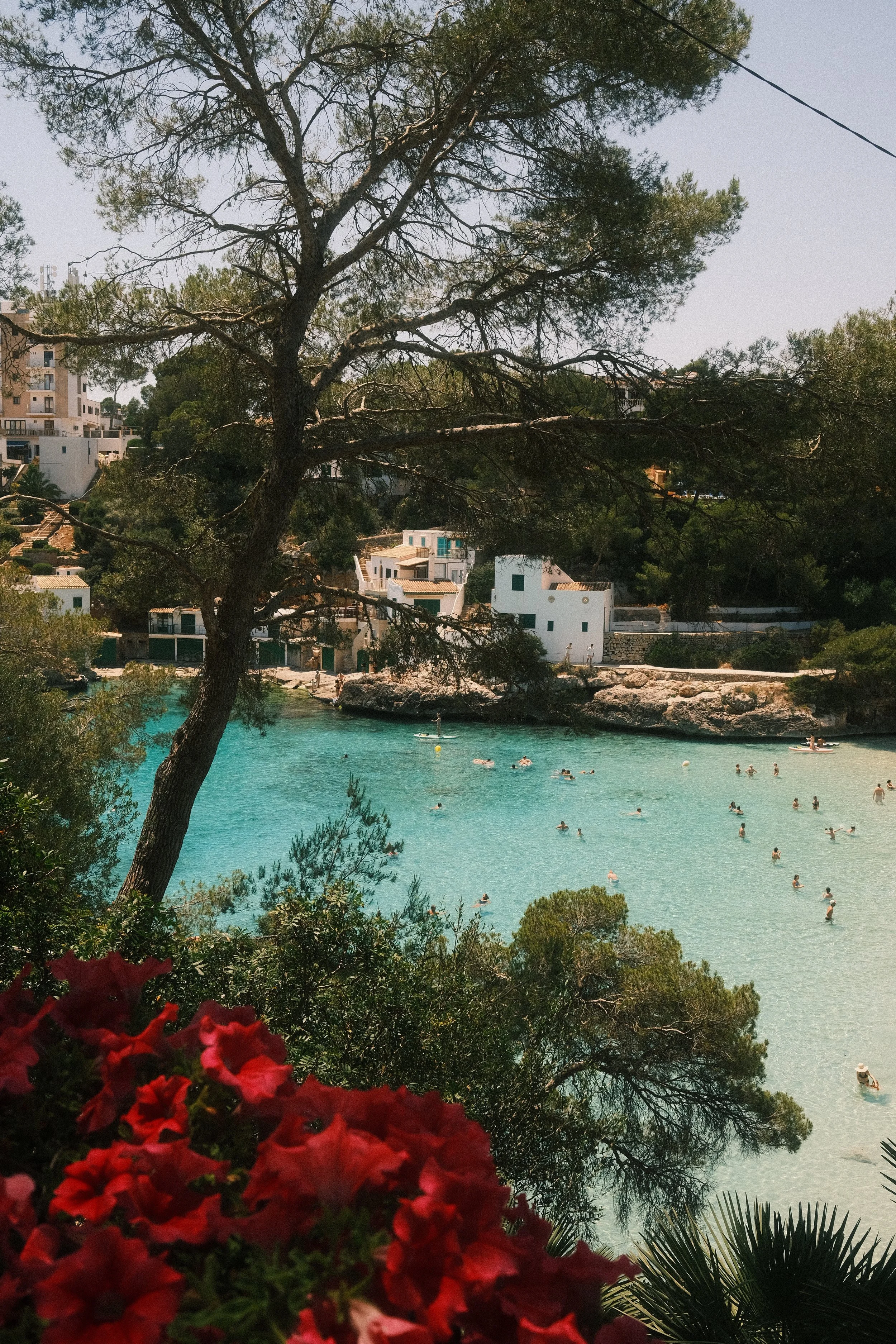 Une plage avec des eaux turquoise, des personnes nageant et des voiliers, entourée de bâtiments blancs et verts sur une colline, avec des arbres en premier plan et des fleurs rouges en bas