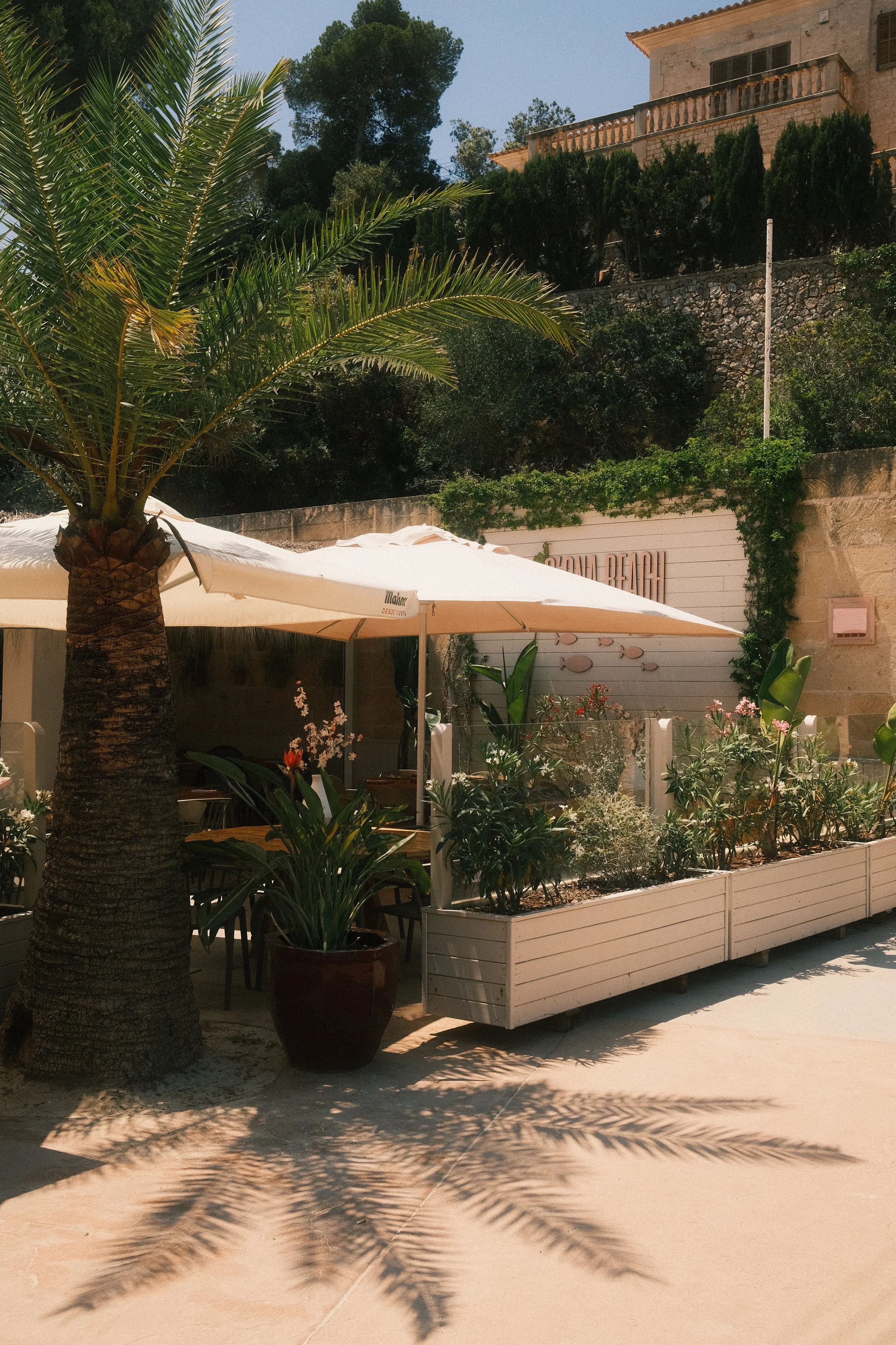 Une palmeraie avec un parasol blanc, des plantes en pot, et une clôture en bois blanc, avec un bâtiment résidentiel au fond entouré d'arbres et de buissons.