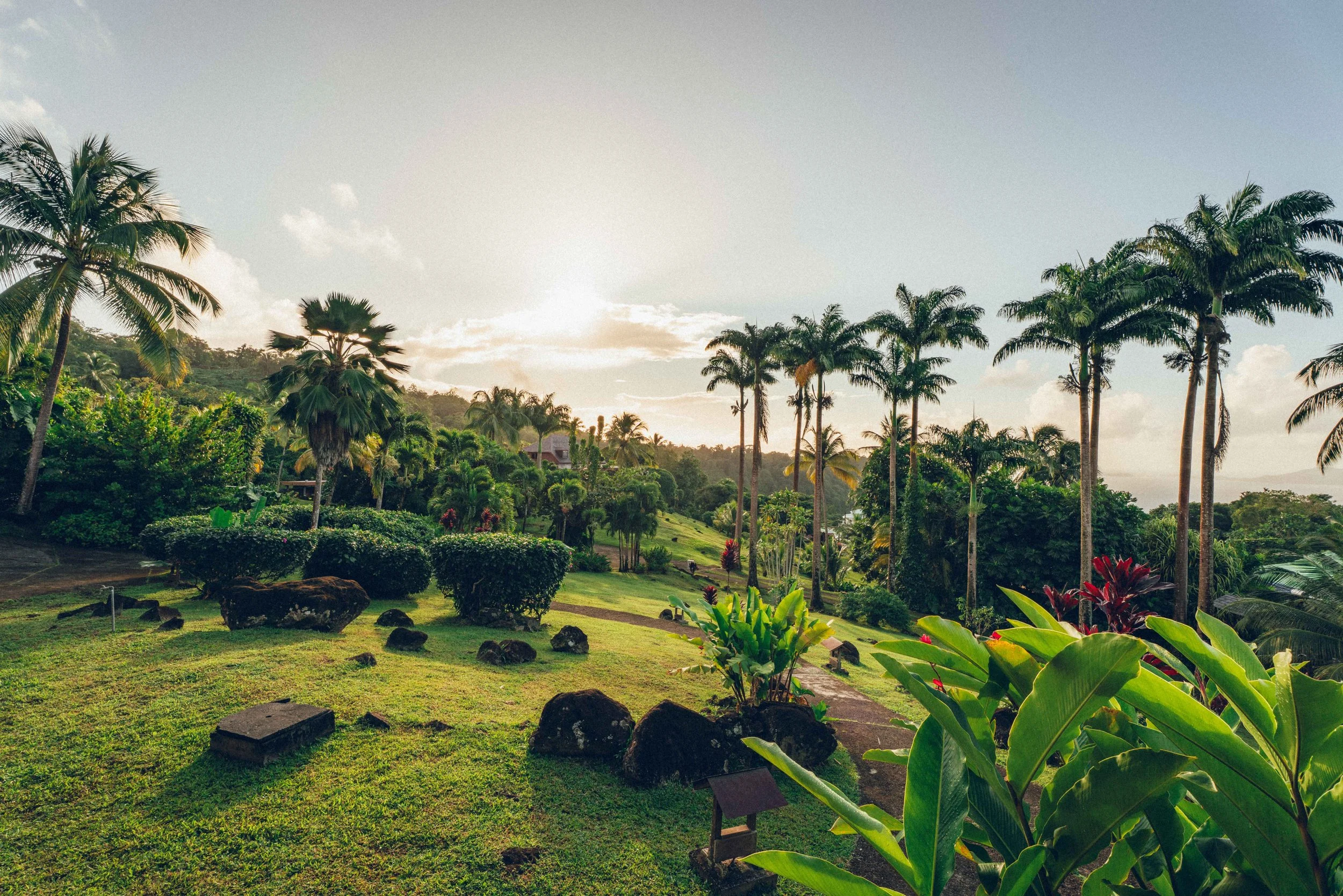 Jardin tropical avec palmiers, arbustes et rochers, sous un ciel avec quelques nuages, en plein soleil.