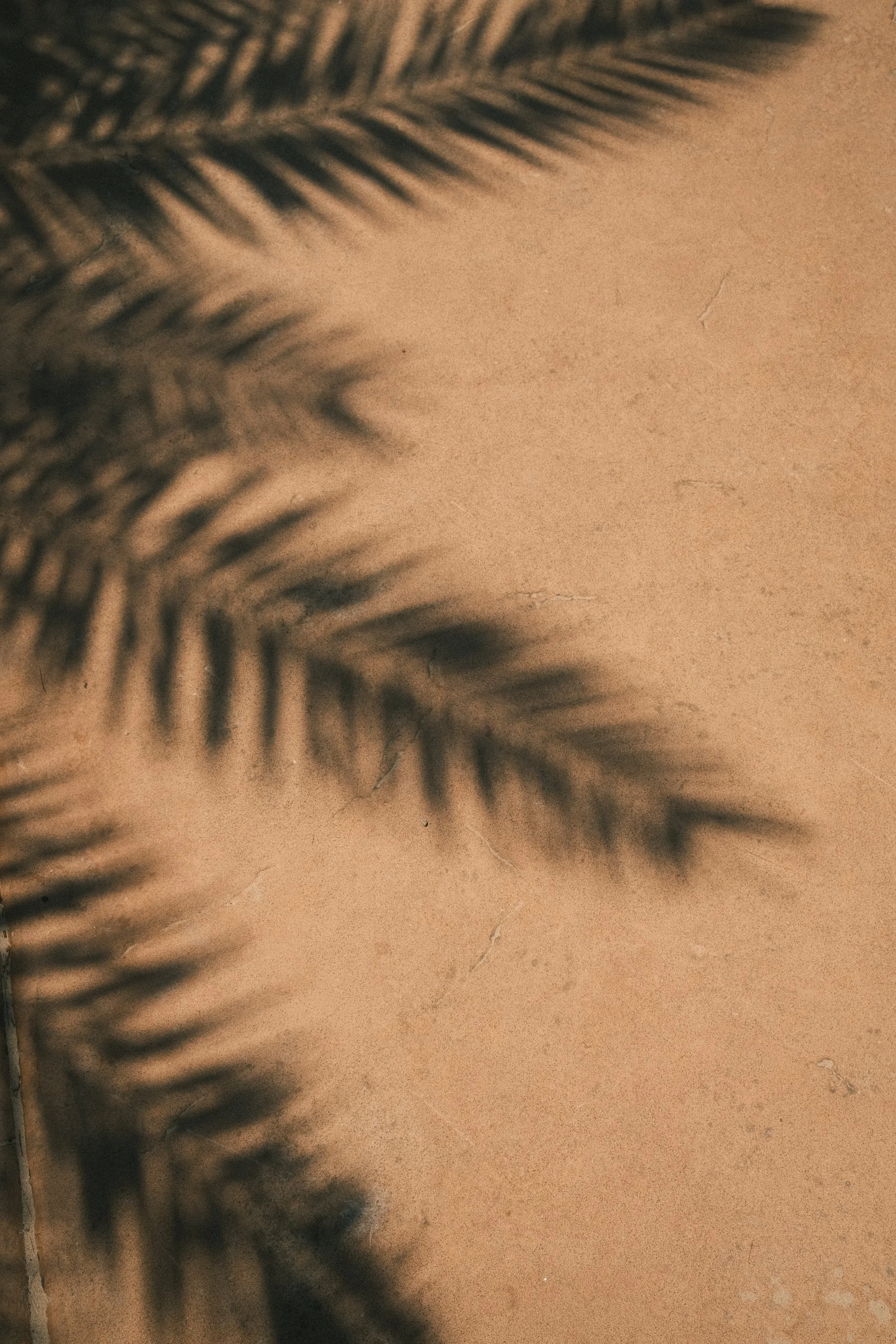 Une feuille de palmier noire sur un fond de mur beige.
