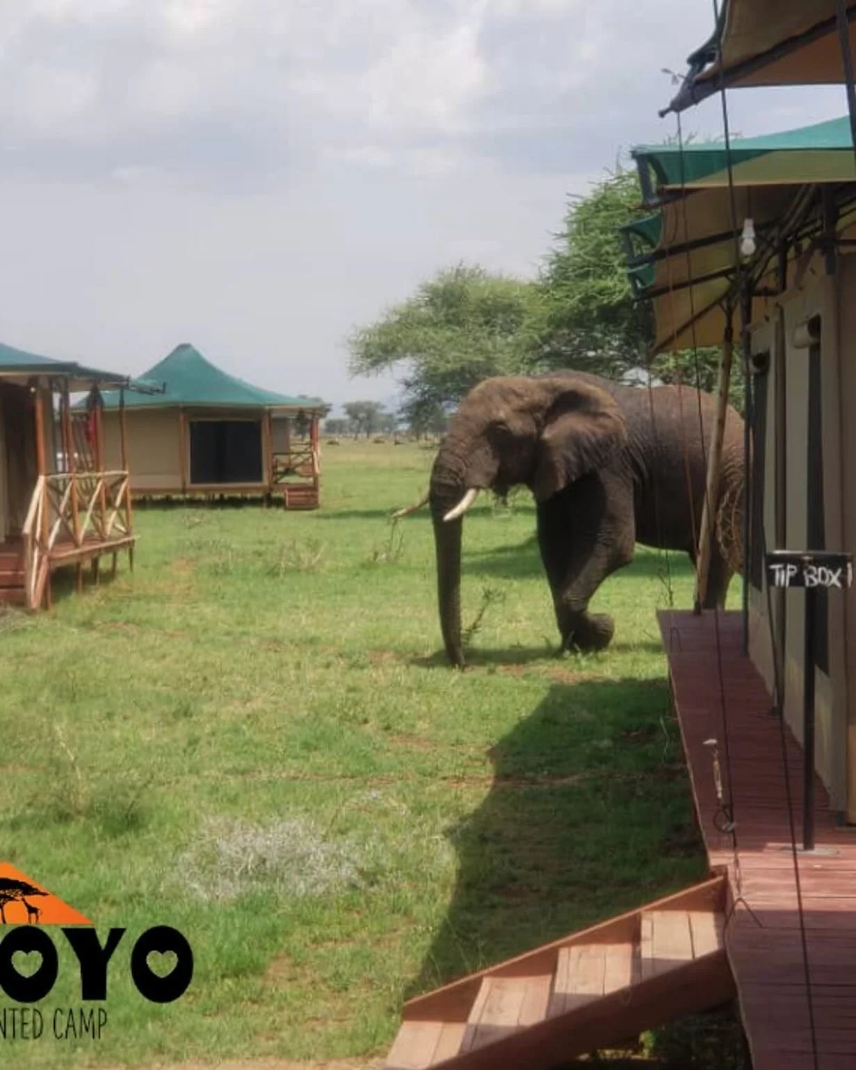 At Camp Moyo, we pride ourselves on providing accommodations that blend seamlessly with the environment, allowing visitors to awaken to the soothing sounds of wildlife and breathe in the fresh, uninterrupted air of the wilderness. Our well-appointed 