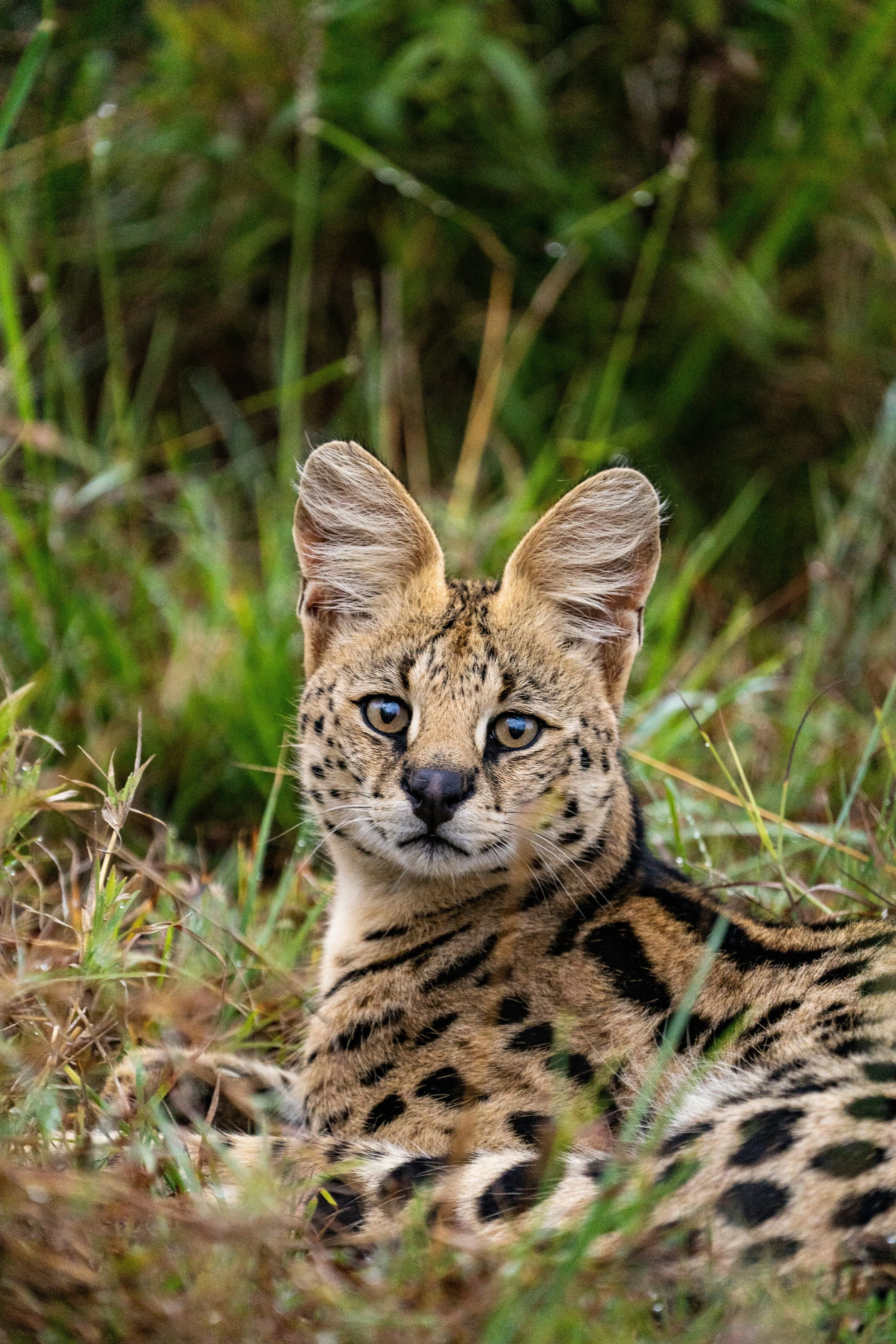 What Makes Servals So Special ?