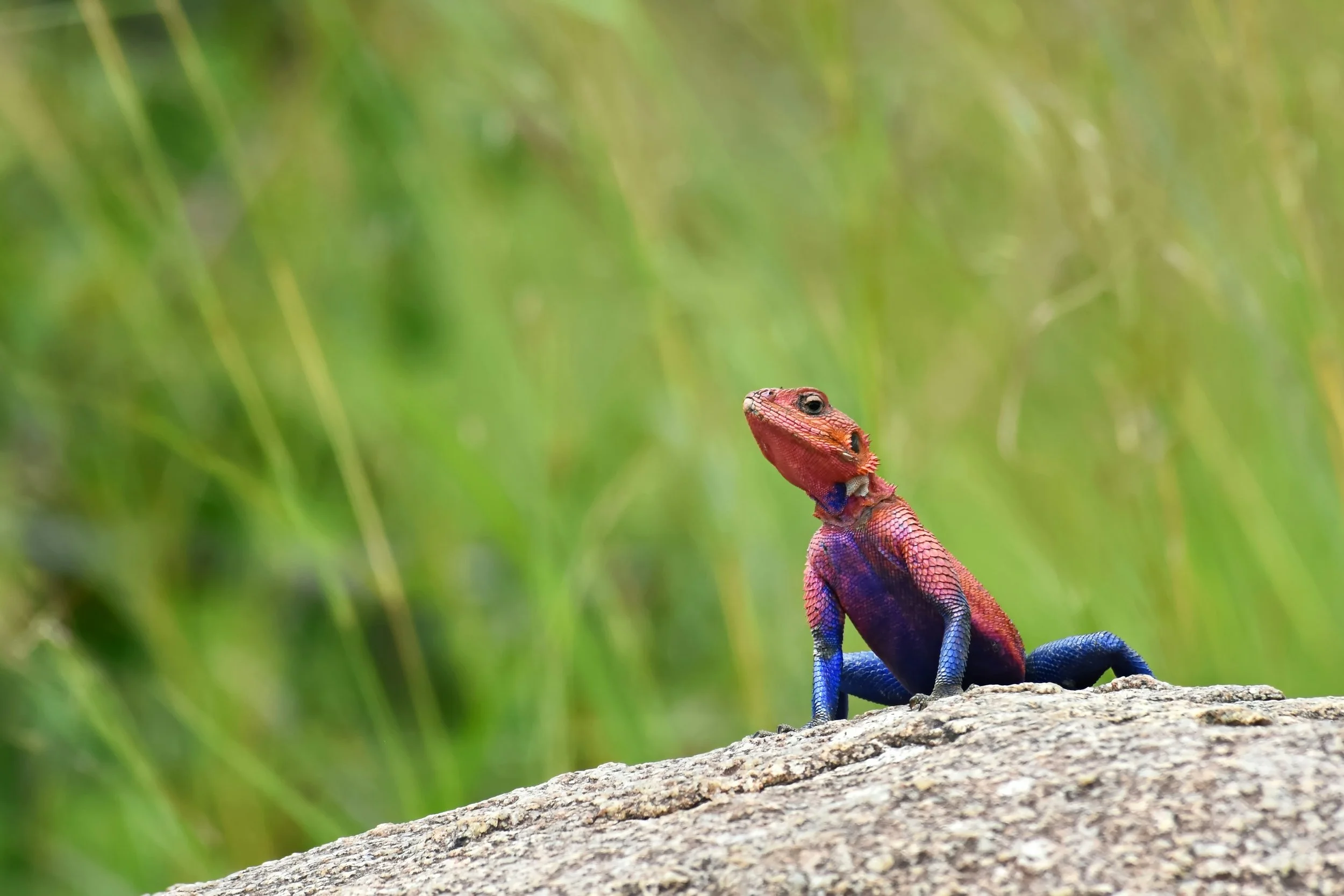 Herping is On The Rise