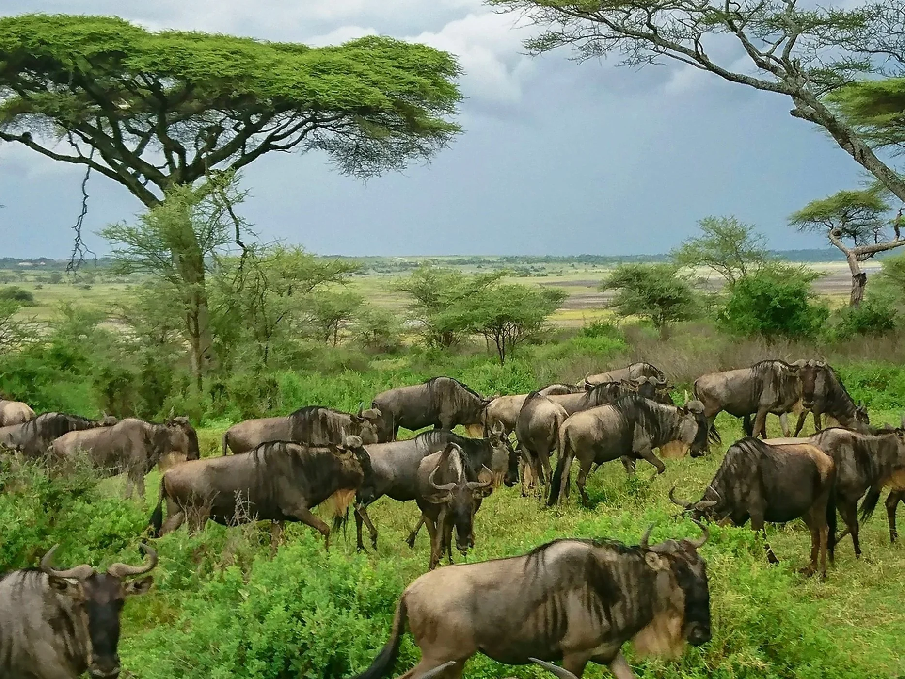 Great Migration Misconceptions