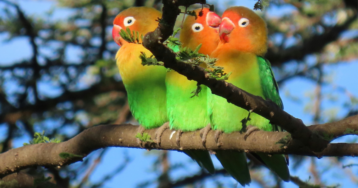 Birds…Birds! BIRDS!
