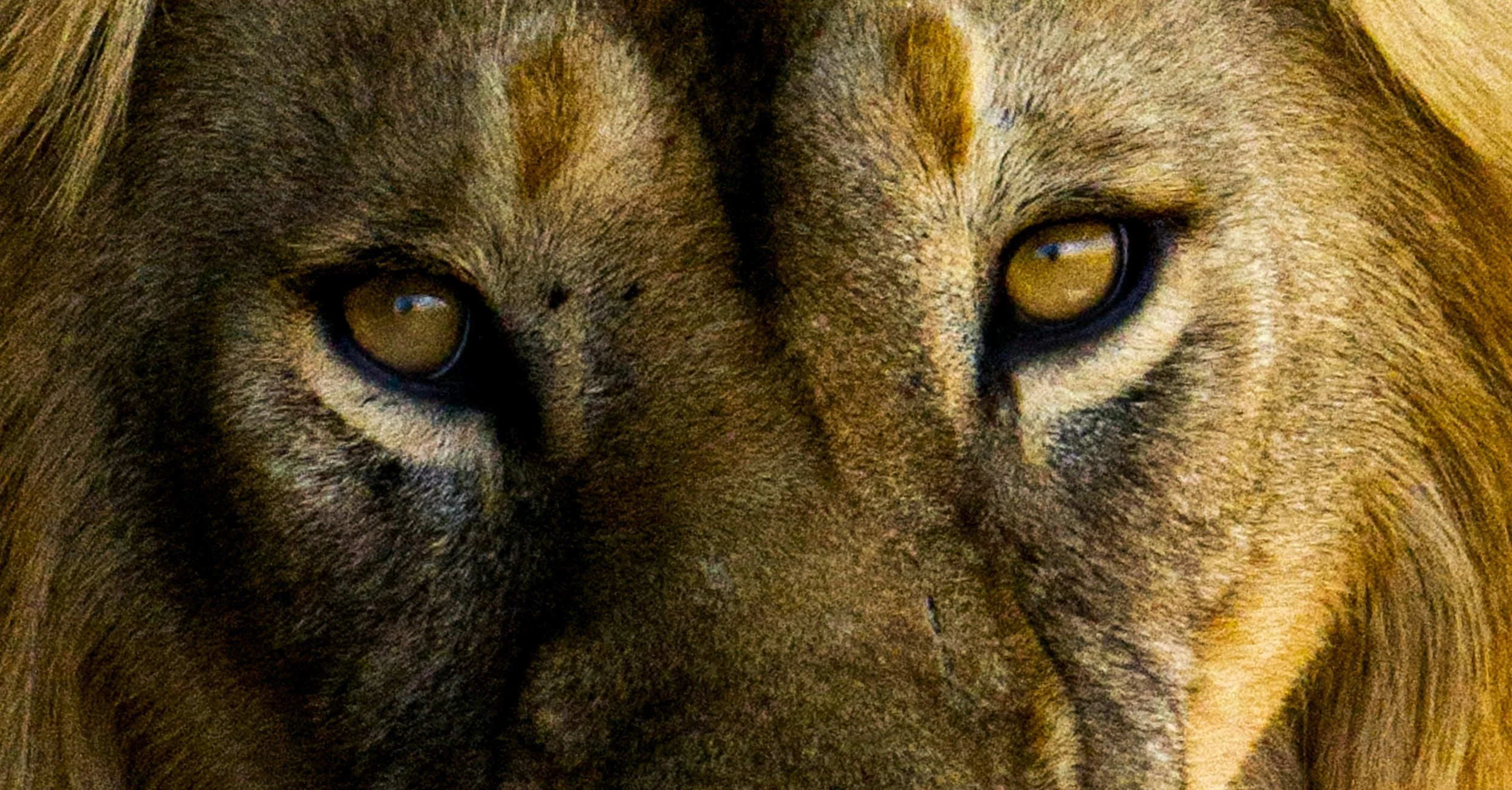 Lions, Lionesses, &amp; Lion Cubs