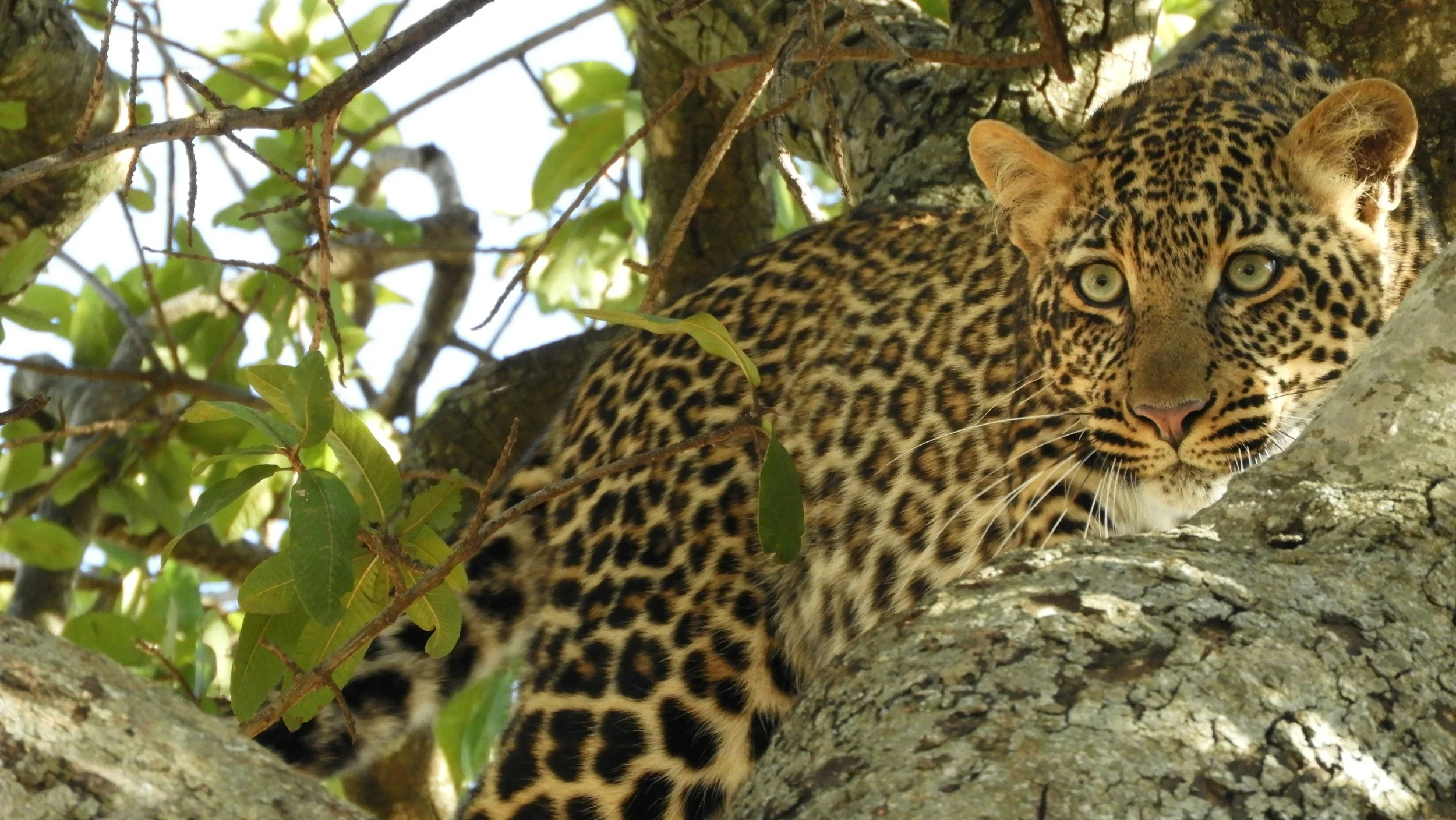Finding Leopards on Safari