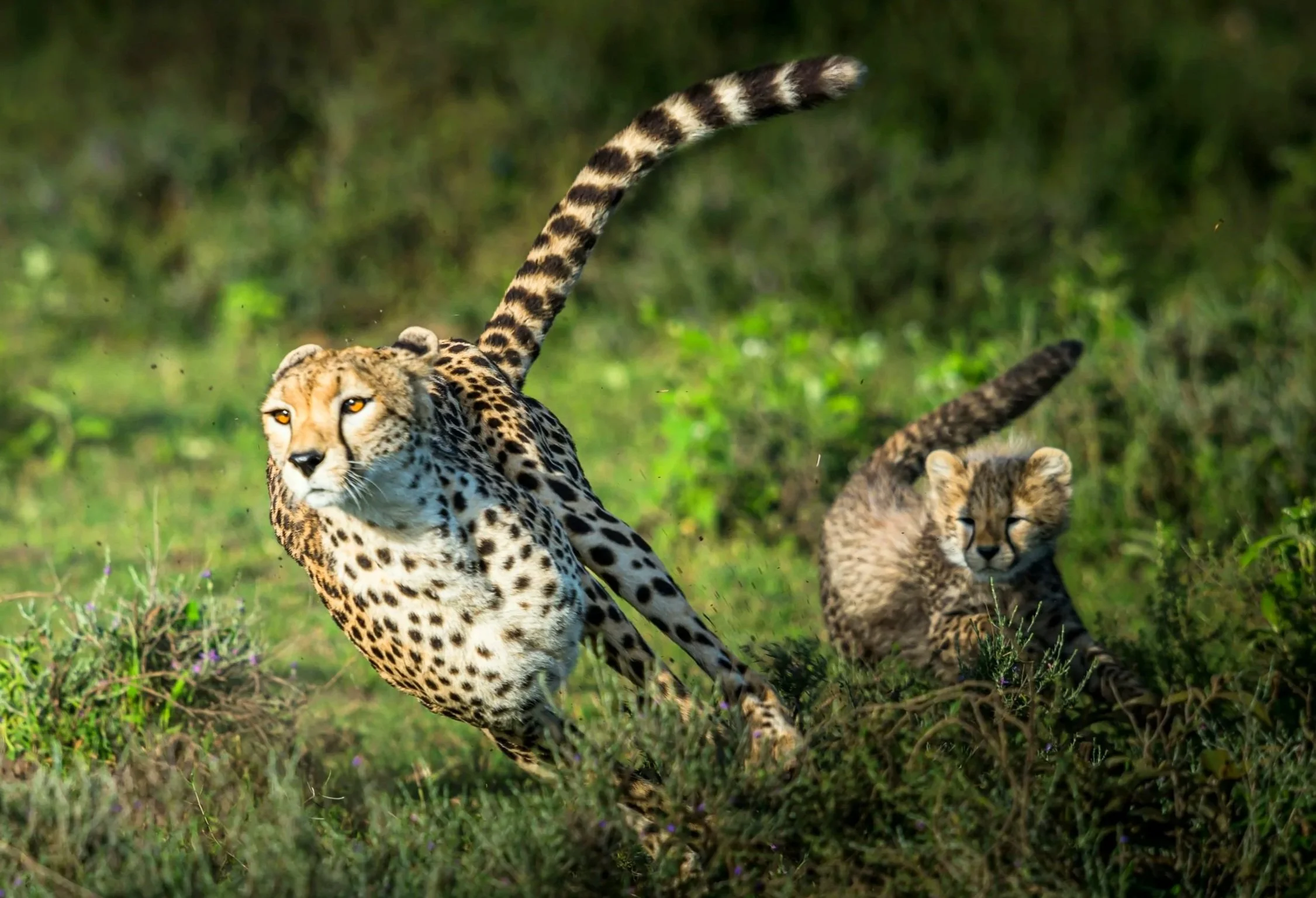 Encounter Wild Cheetahs