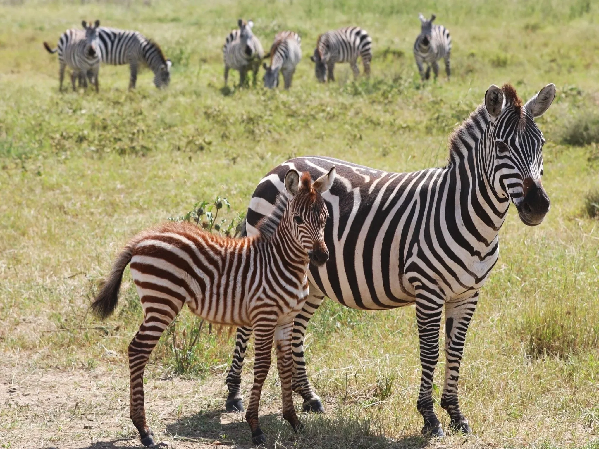 Coffee with Zebras