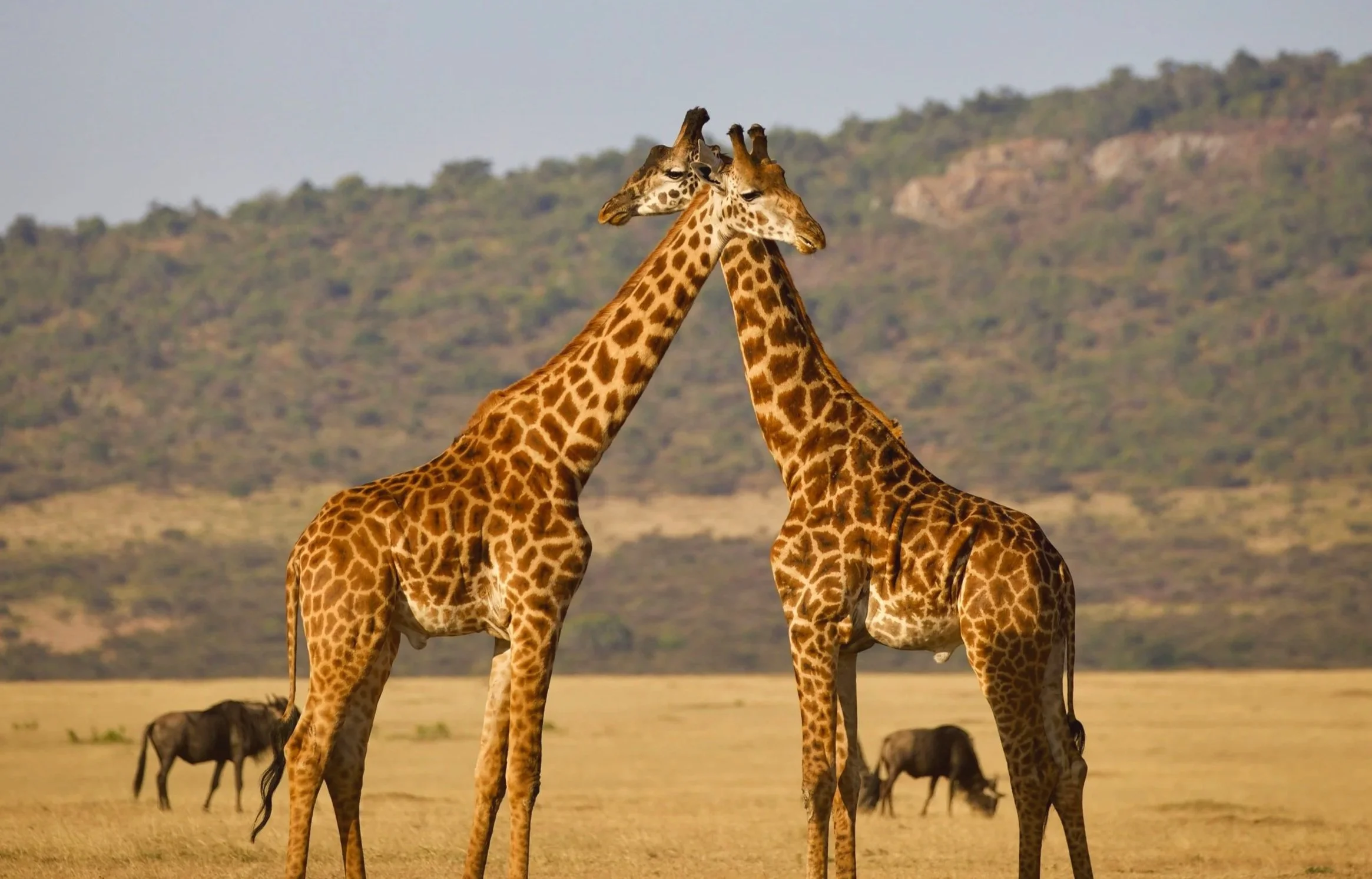 Protecting Serengeti's Giraffes