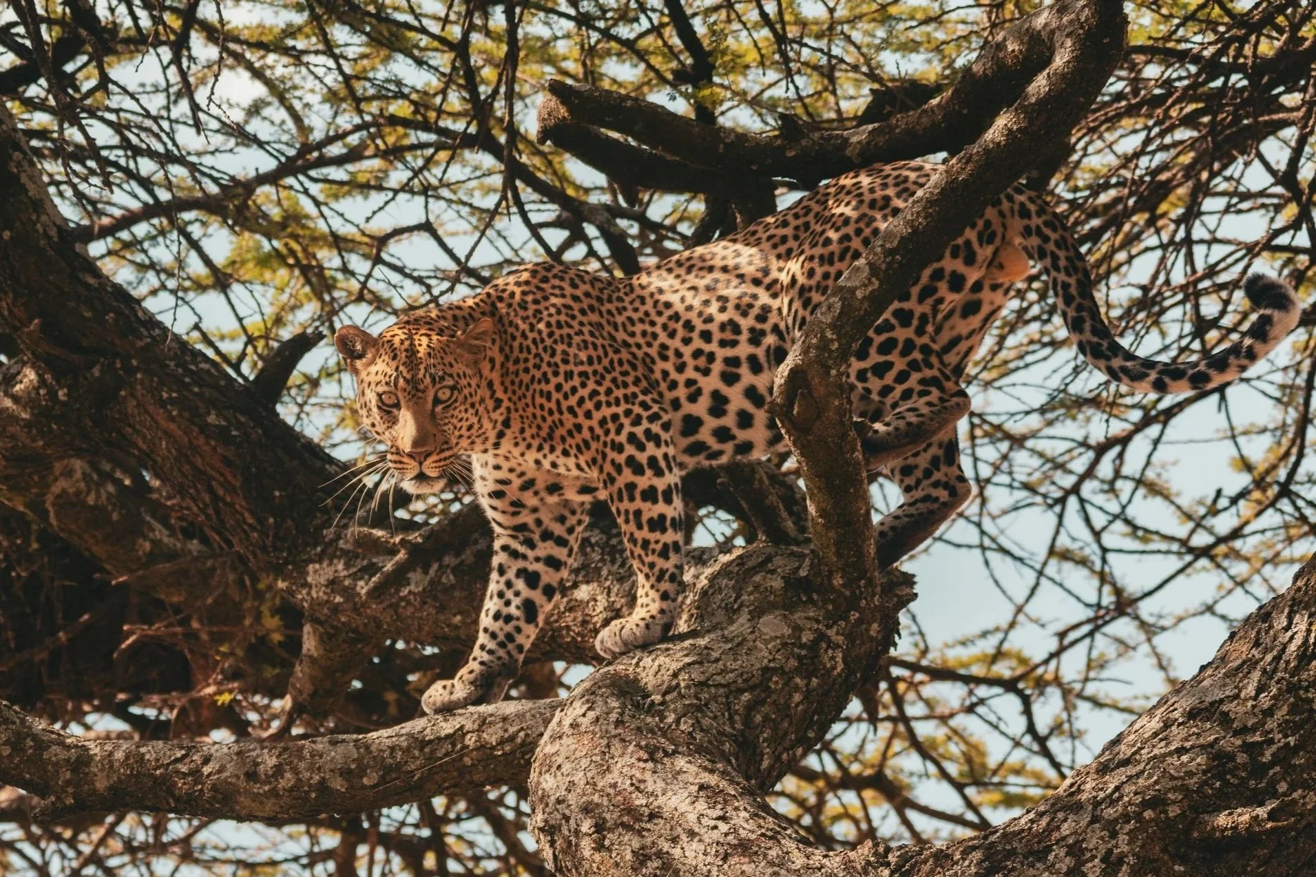 Six Cats of The Serengeti