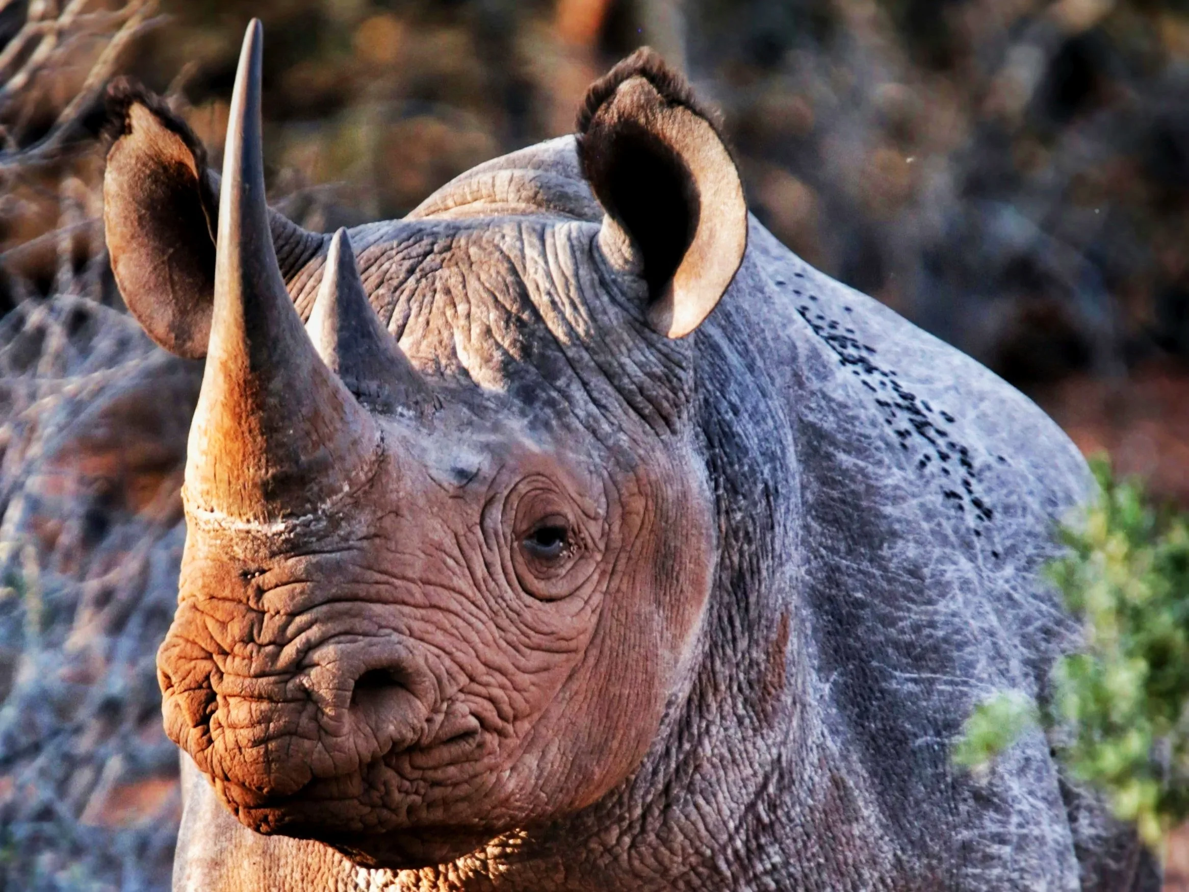 Saving Serengeti’s Species